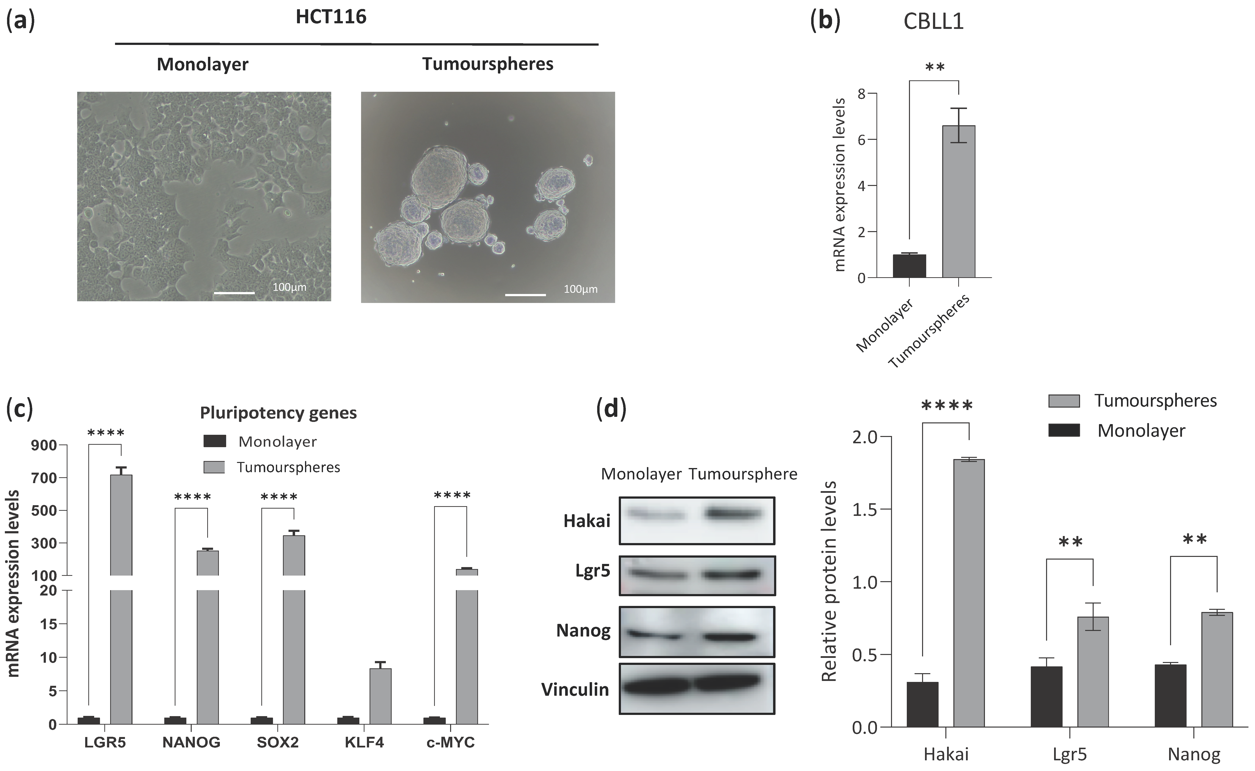 Ijms 25 01919 g004 Ijms 25 01919 g004