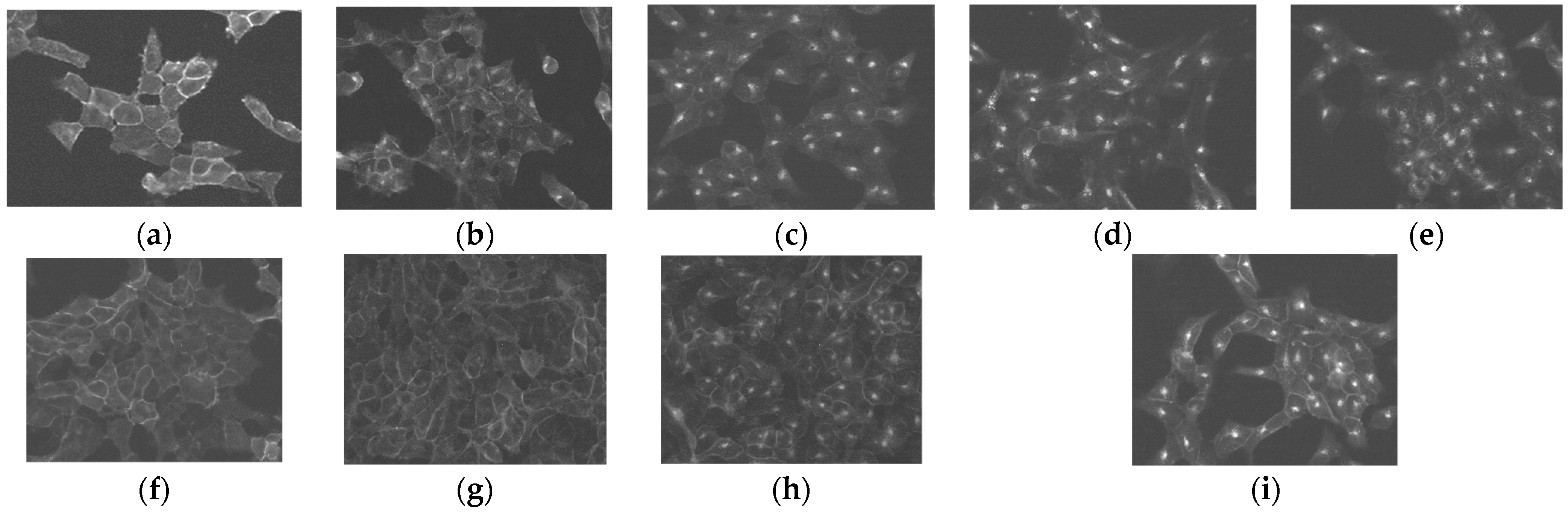 Ijms 25 01921 g003 Ijms 25 01921 g003