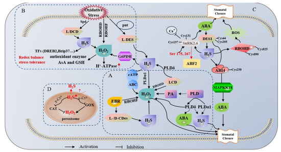 Hydrogen Sulfide in the Oxidative Stress Response of Plants: Crosstalk ...