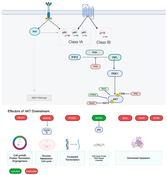 Molecular Targeting of the Phosphoinositide-3-Protein Kinase (PI3K ...