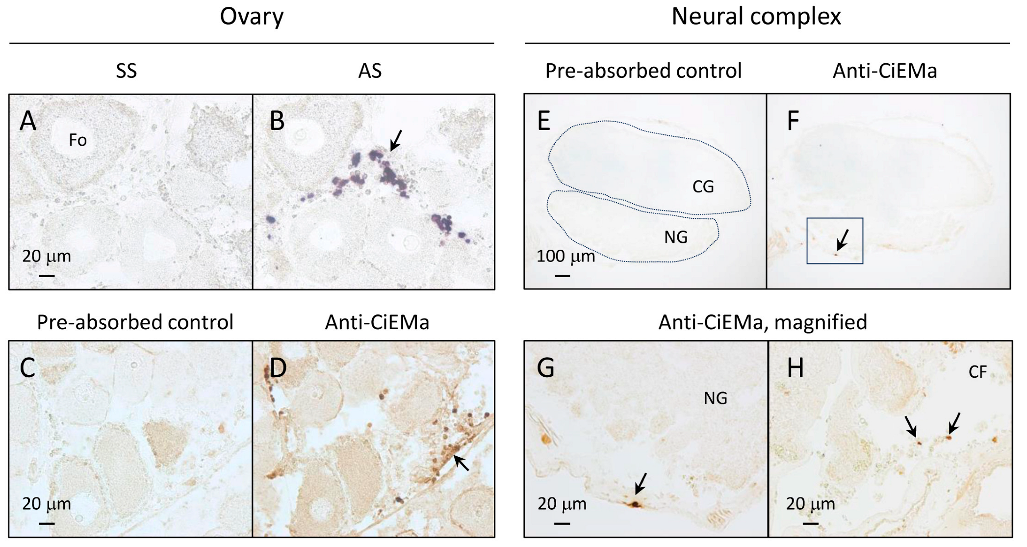 Ijms 25 01979 g002 Ijms 25 01979 g002
