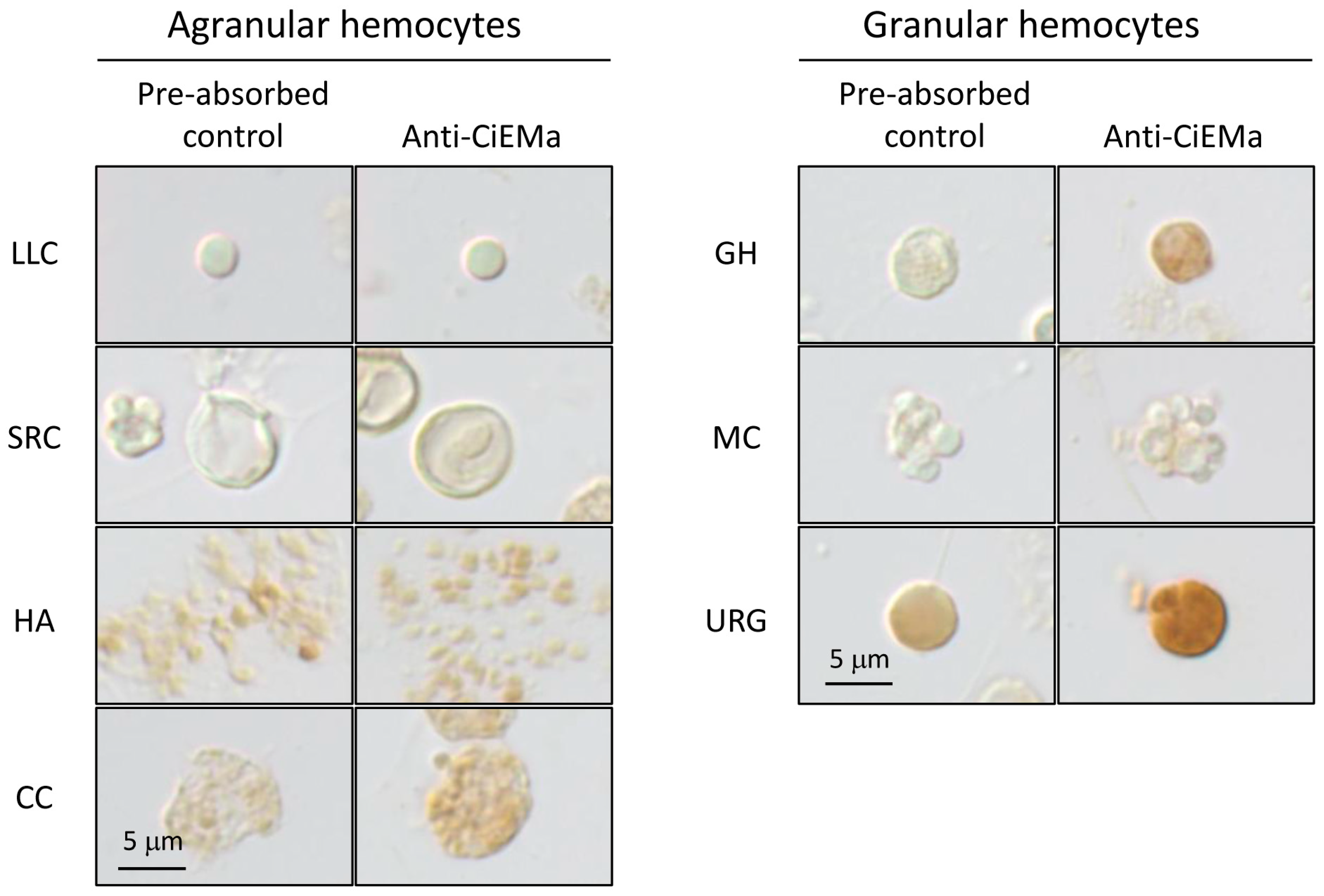 Ijms 25 01979 g003 Ijms 25 01979 g003