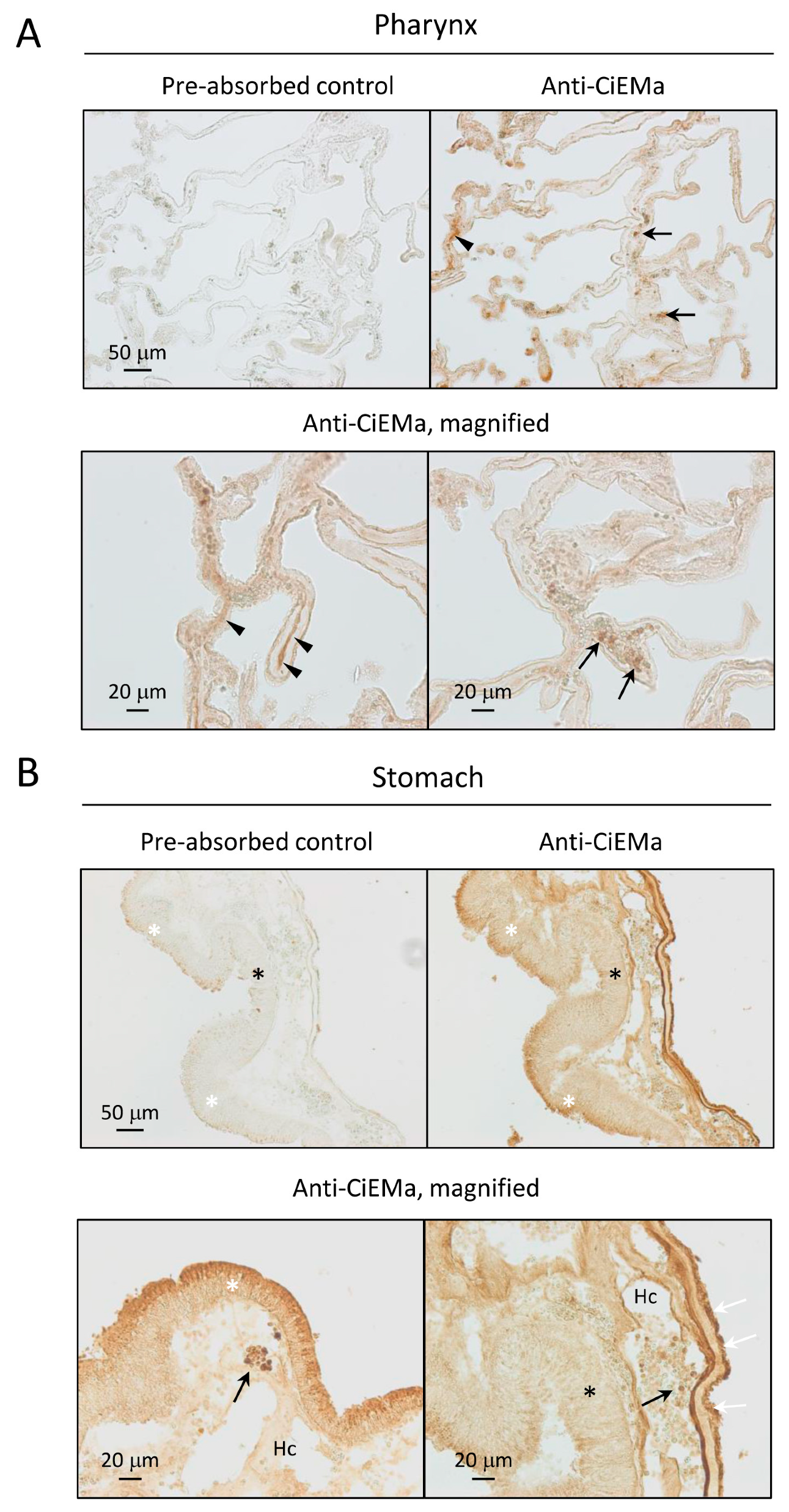 Ijms 25 01979 g006 Ijms 25 01979 g006
