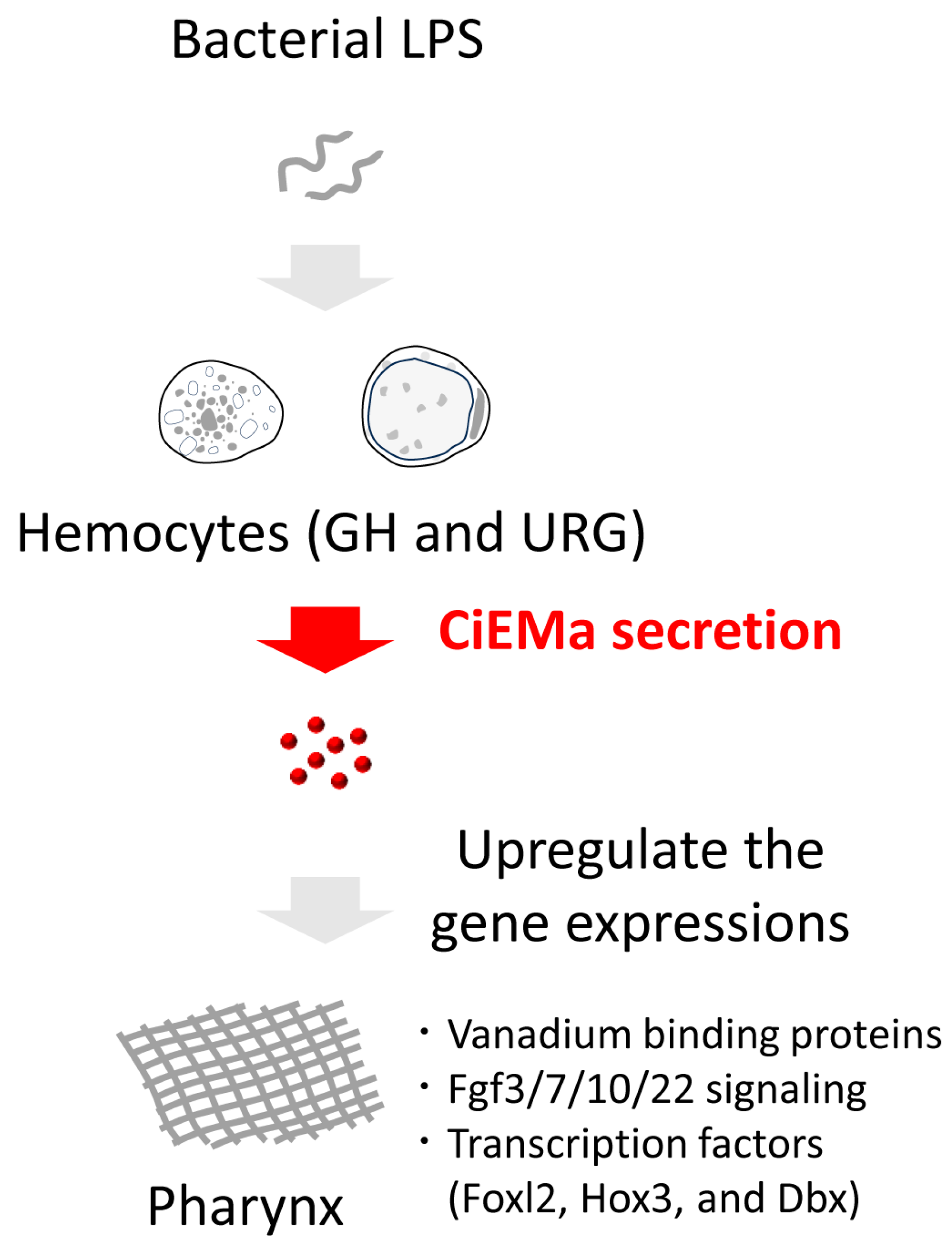 Ijms 25 01979 g009 Ijms 25 01979 g009