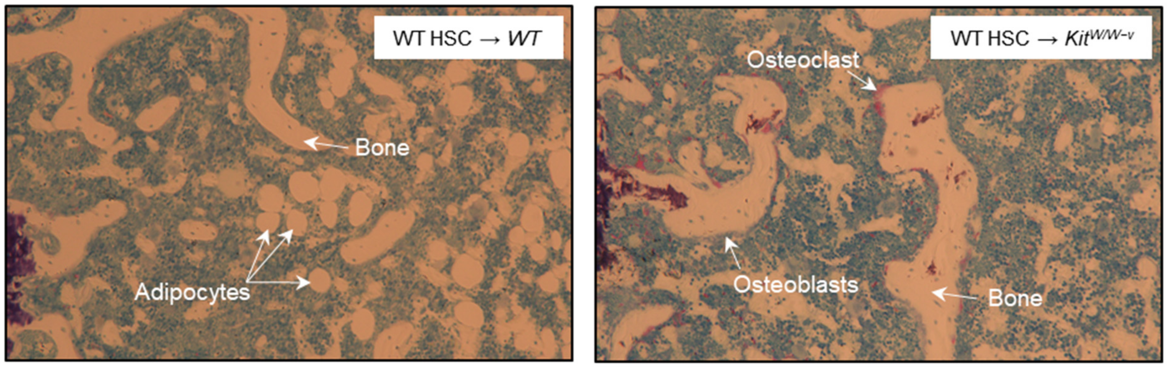 Ijms 25 01980 g003 Ijms 25 01980 g003