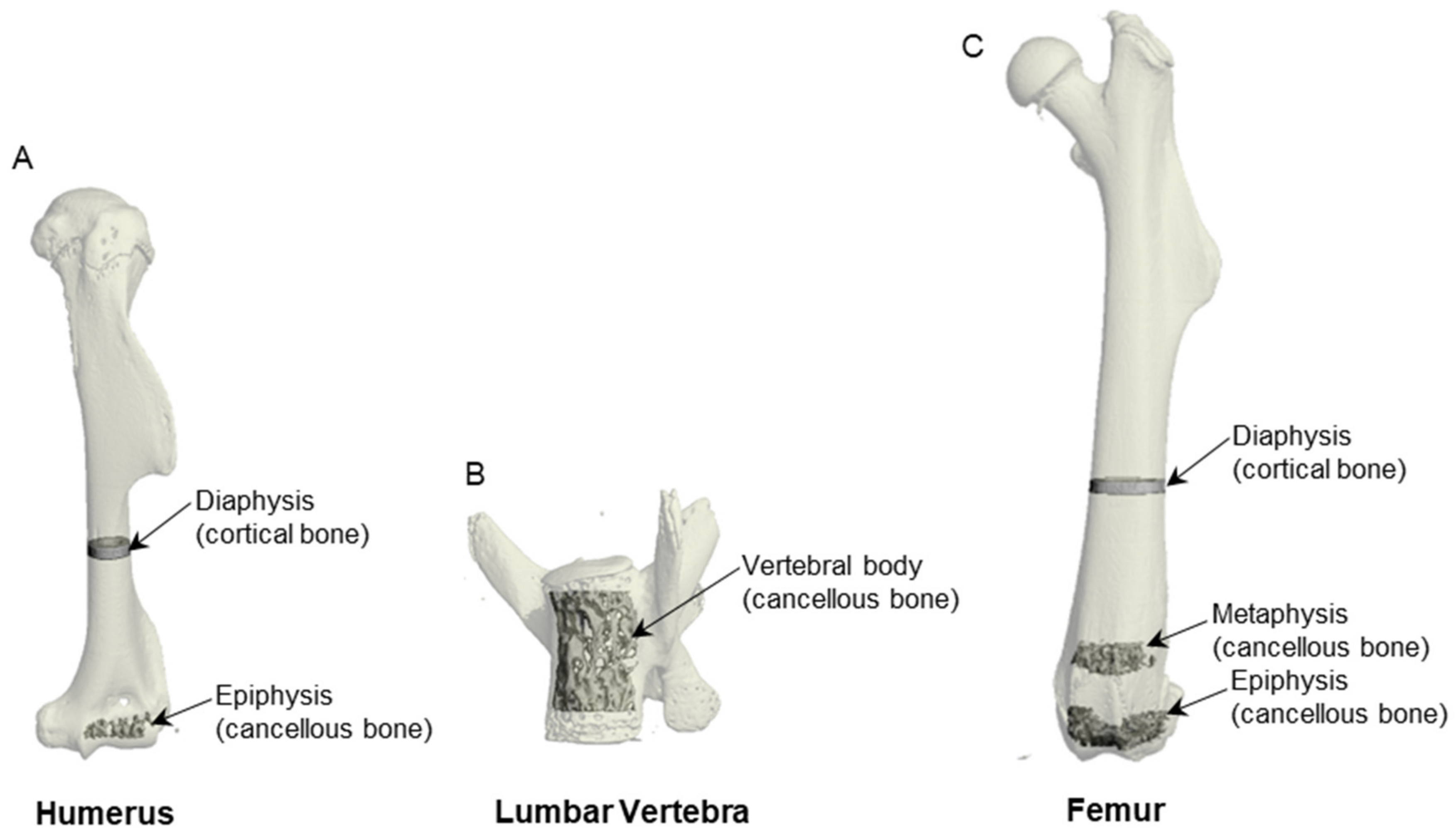 Ijms 25 01980 g004 Ijms 25 01980 g004