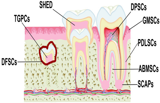 Mesenchymal Stromal Cells Derived from Dental Tissues 