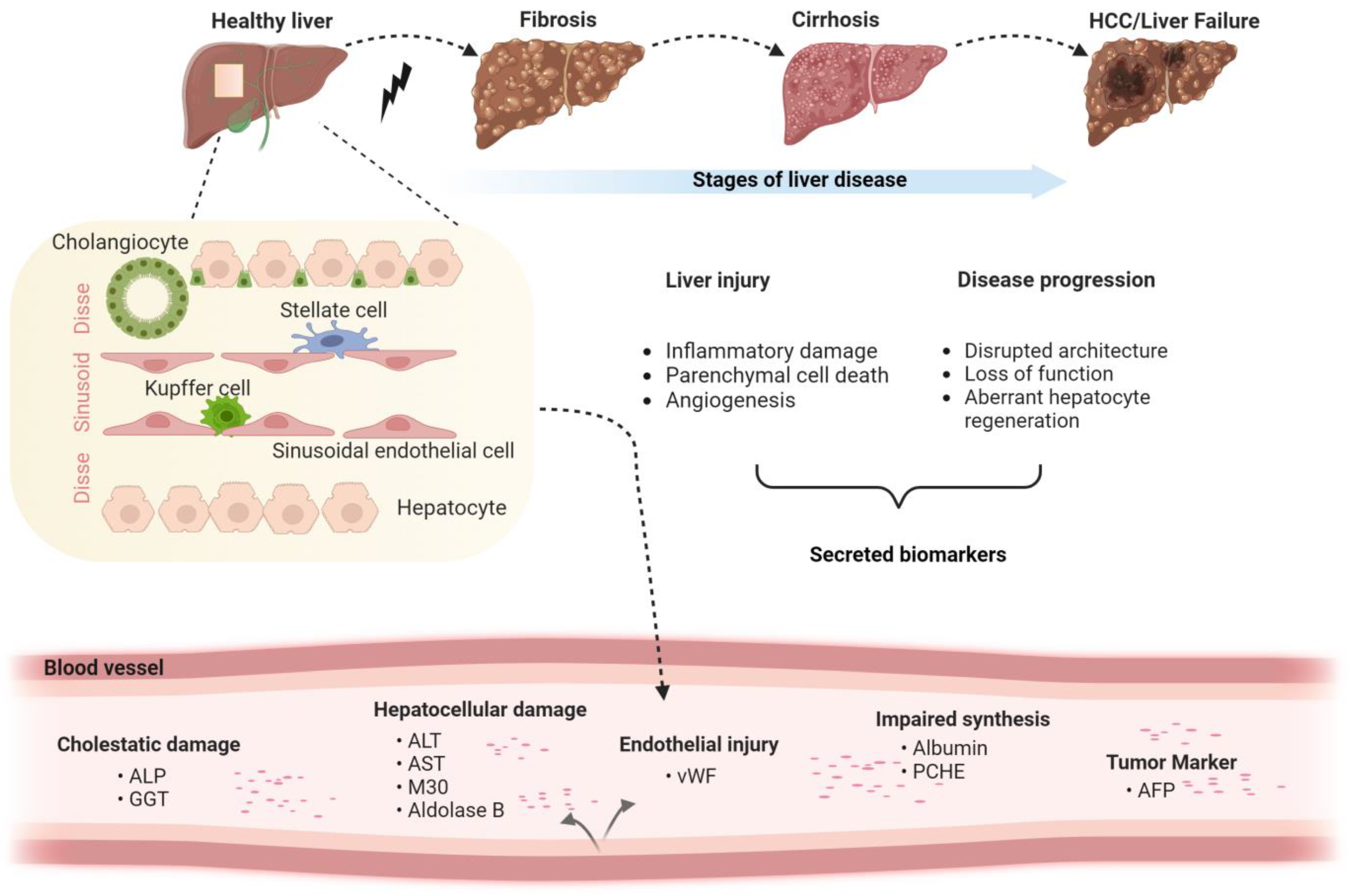 Ijms 25 02008 g001 Ijms 25 02008 g001