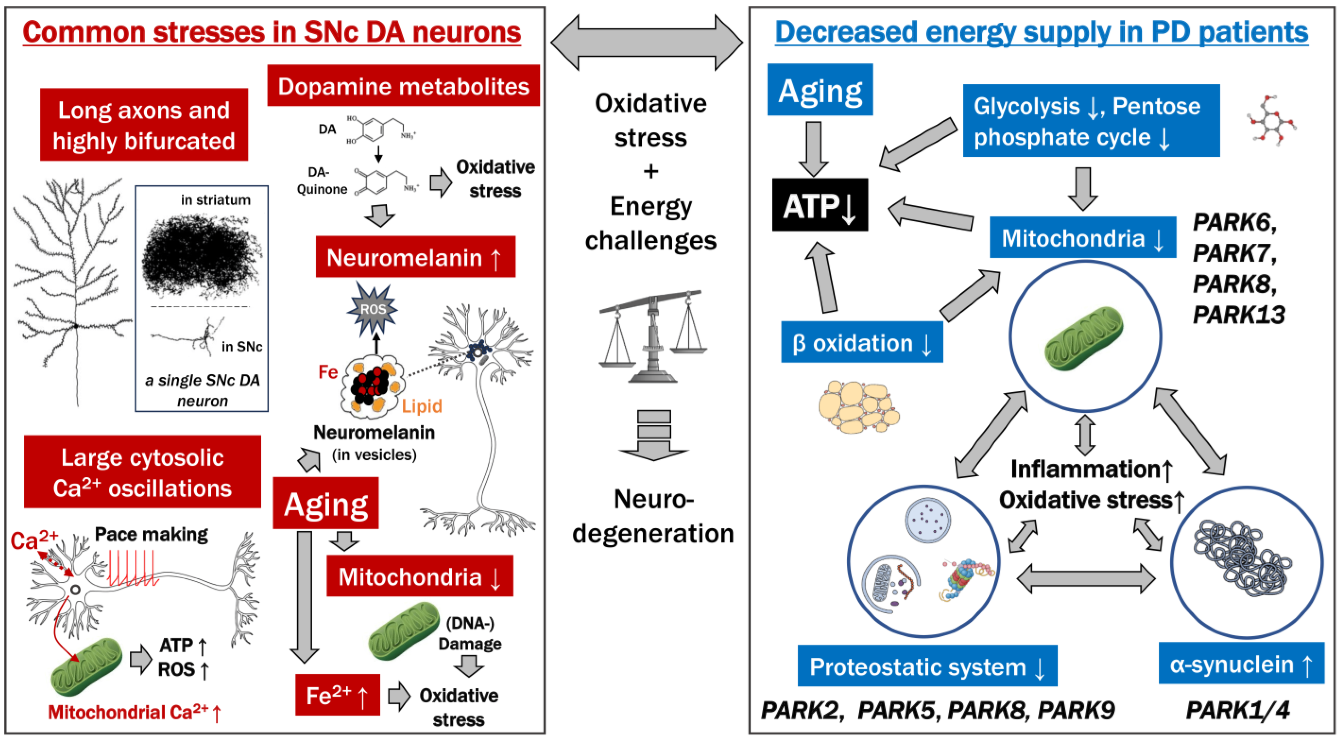 Ijms 25 02009 g001 Ijms 25 02009 g001