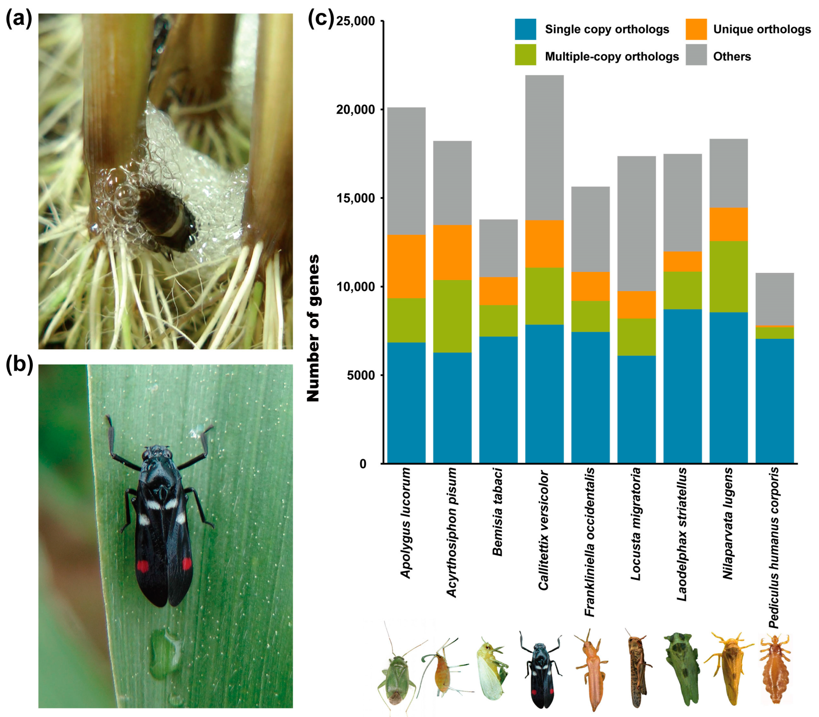 Ijms 25 02012 g001 Ijms 25 02012 g001
