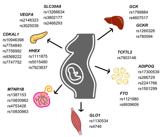 Mechanisms and Physiological Roles of Polymorphisms in