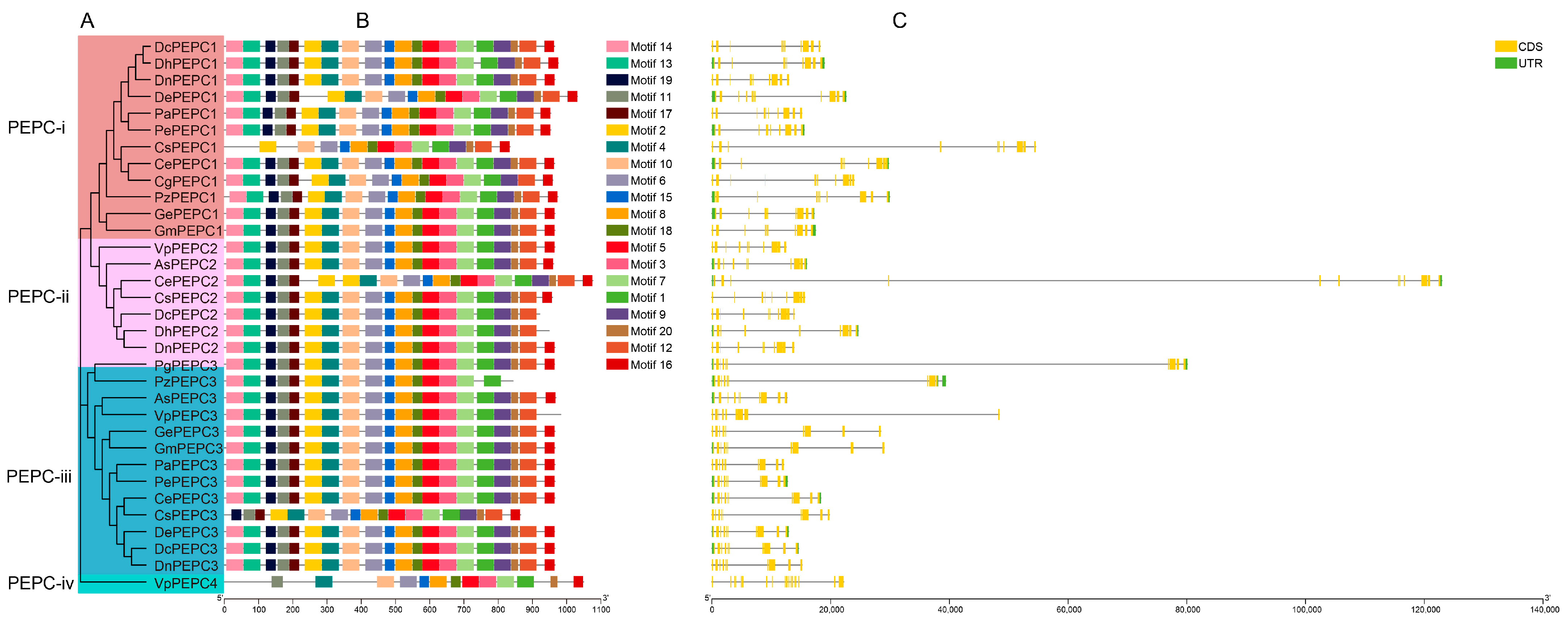 IJMS | Free Full-Text | Identification and Analysis of PEPC Gene Family ...
