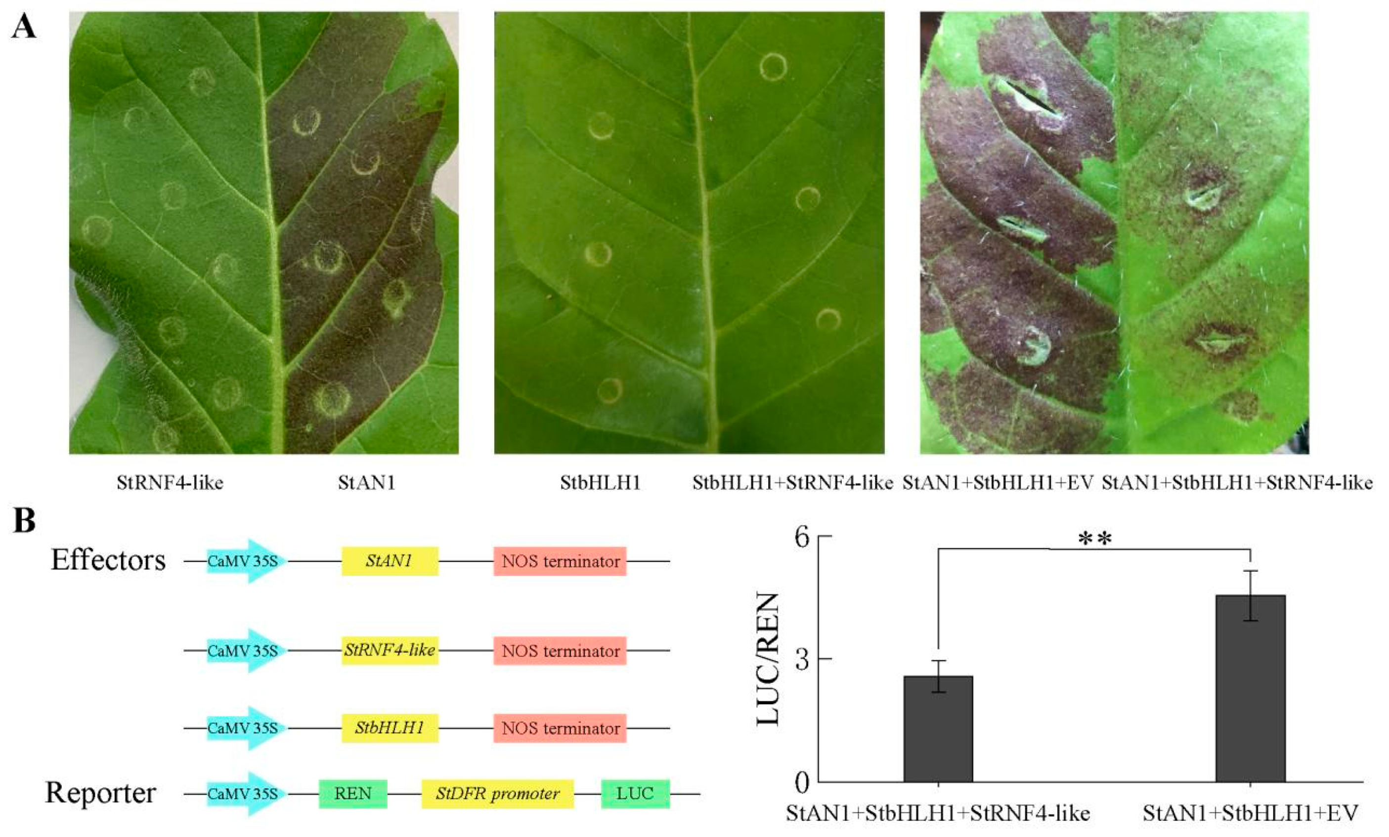 Ijms 25 02082 g012 Ijms 25 02082 g012