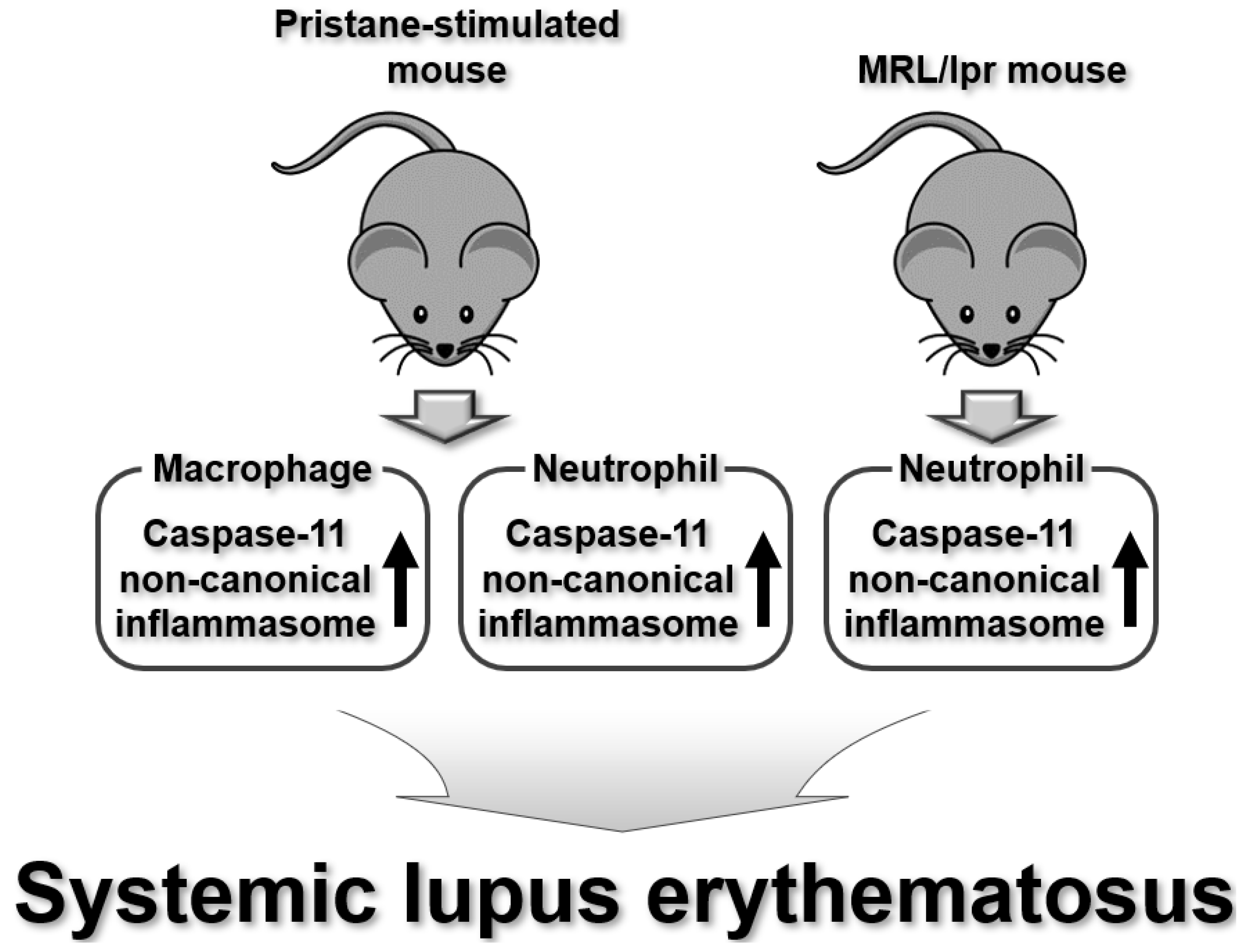 Ijms 25 02091 g005 Ijms 25 02091 g005