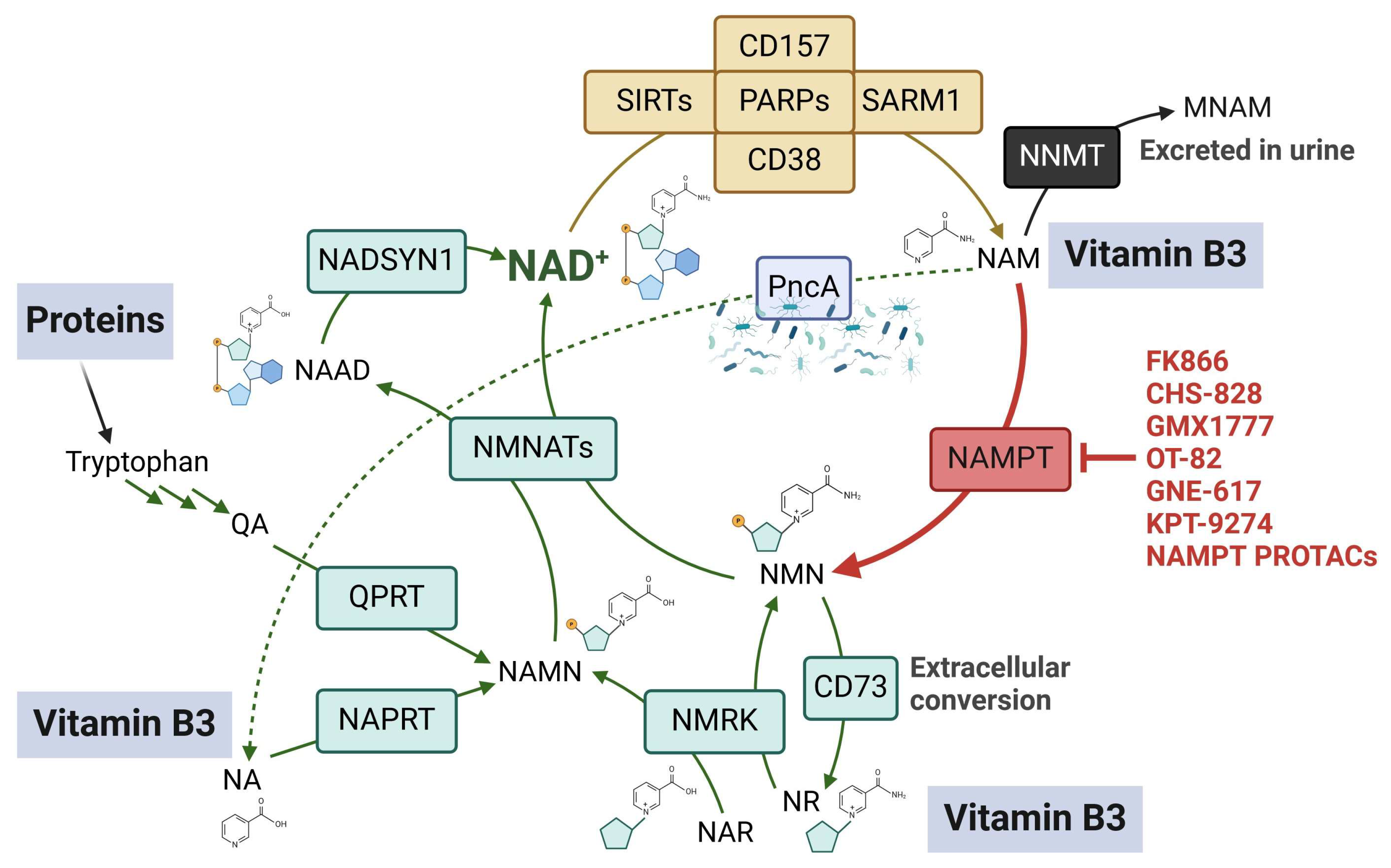Ijms 25 02092 g001 Ijms 25 02092 g001