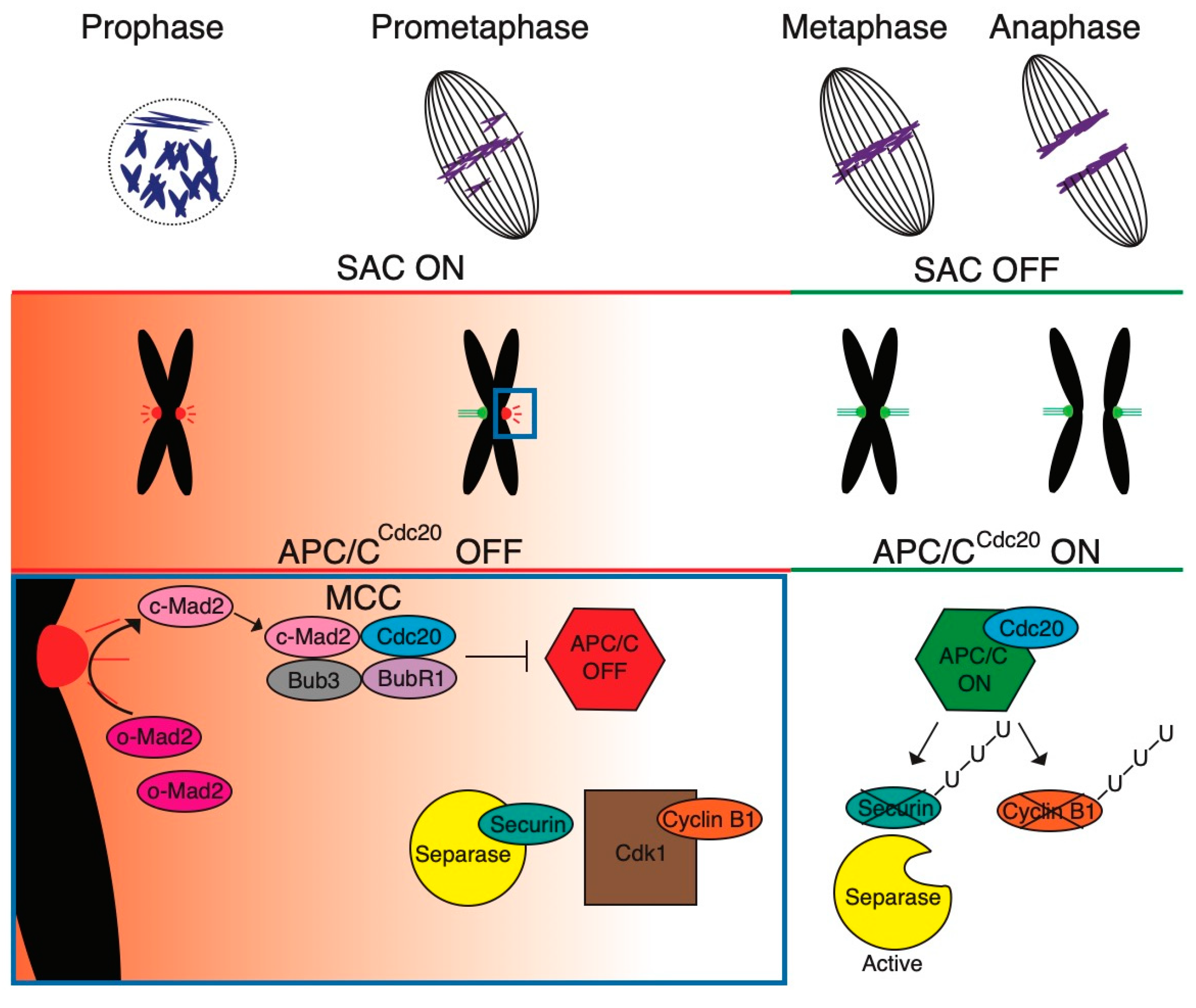 Ijms 25 02101 g001 Ijms 25 02101 g001
