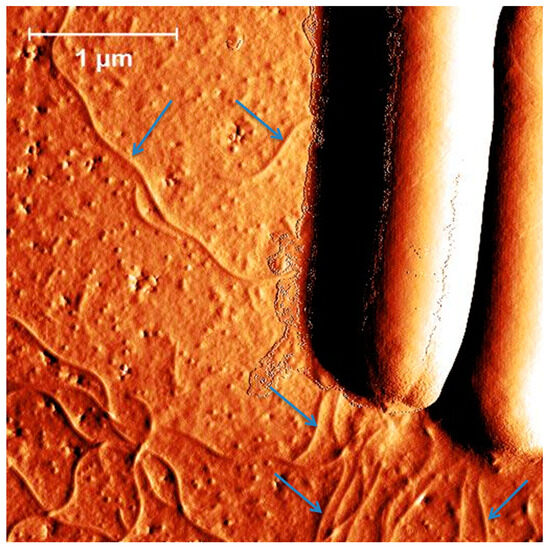 Clostridioides difficile Flagella