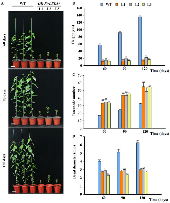 Ectopic Expression of PtrLBD39 Retarded Primary and
