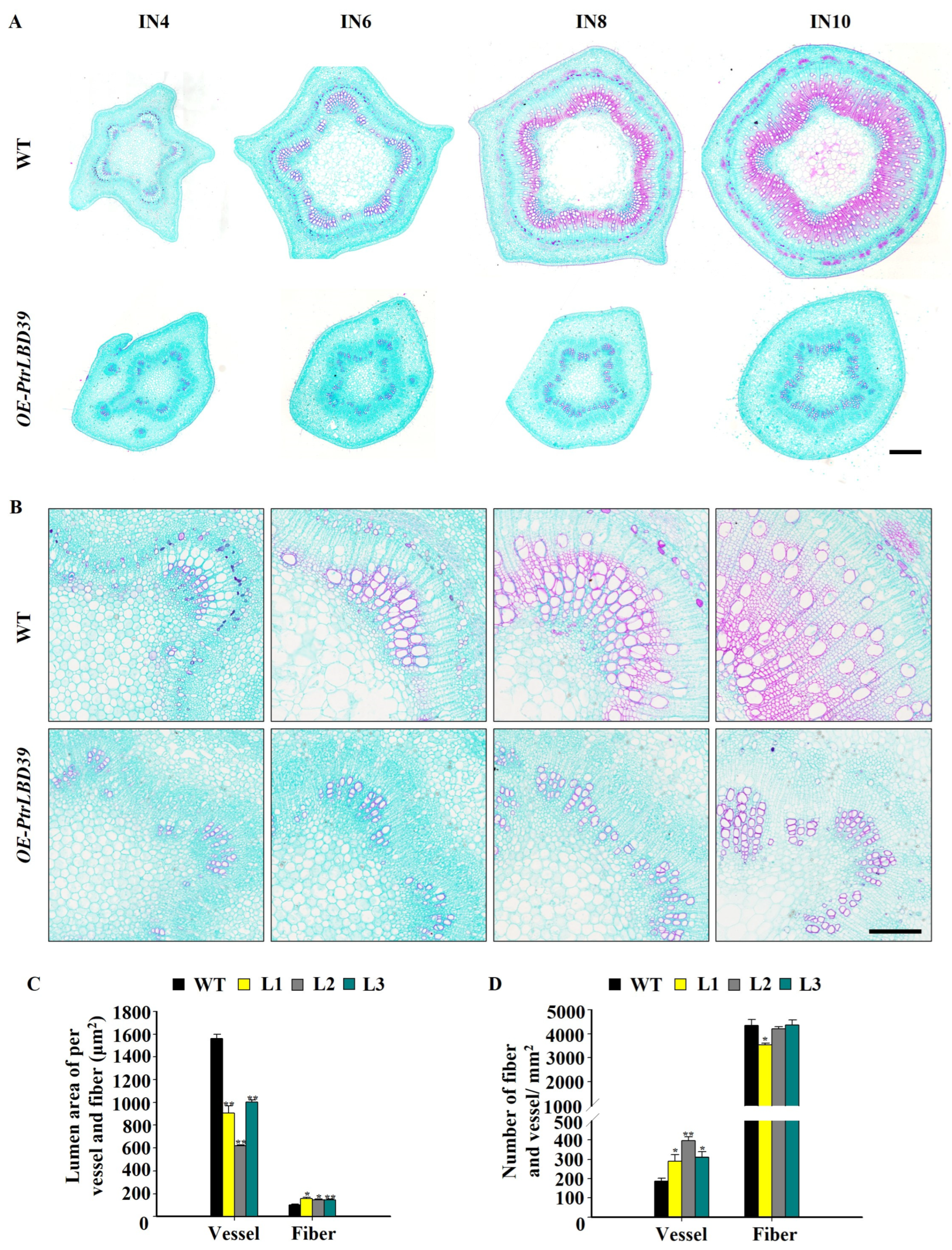 Ectopic Expression of PtrLBD39 Retarded Primary and