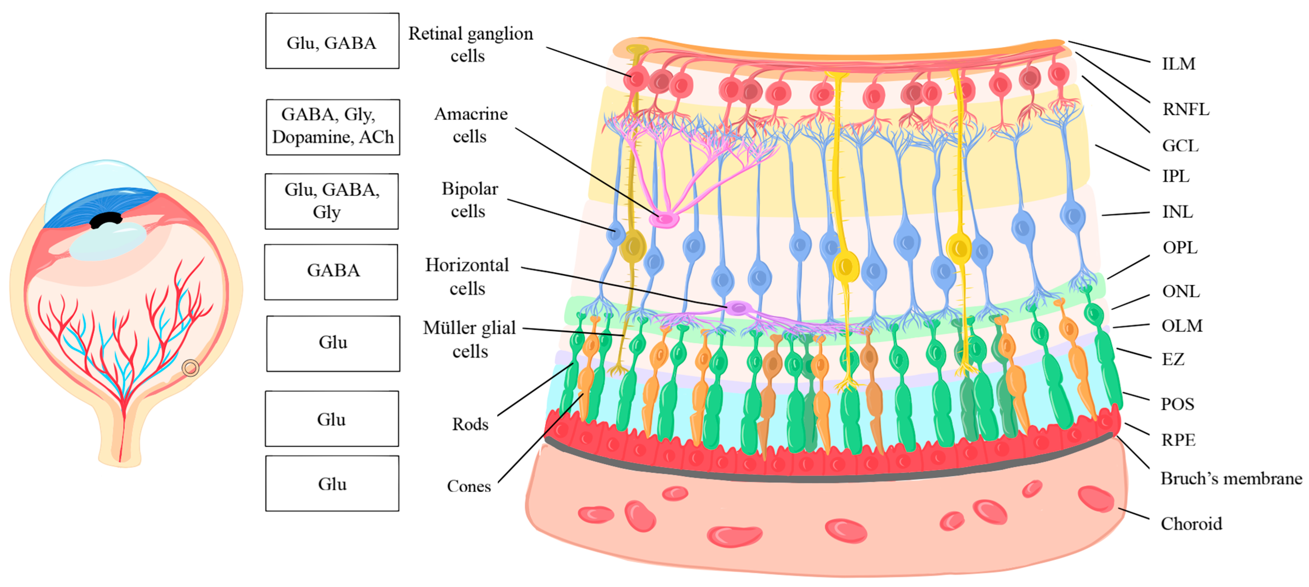 Ijms 25 02226 g001 Ijms 25 02226 g001