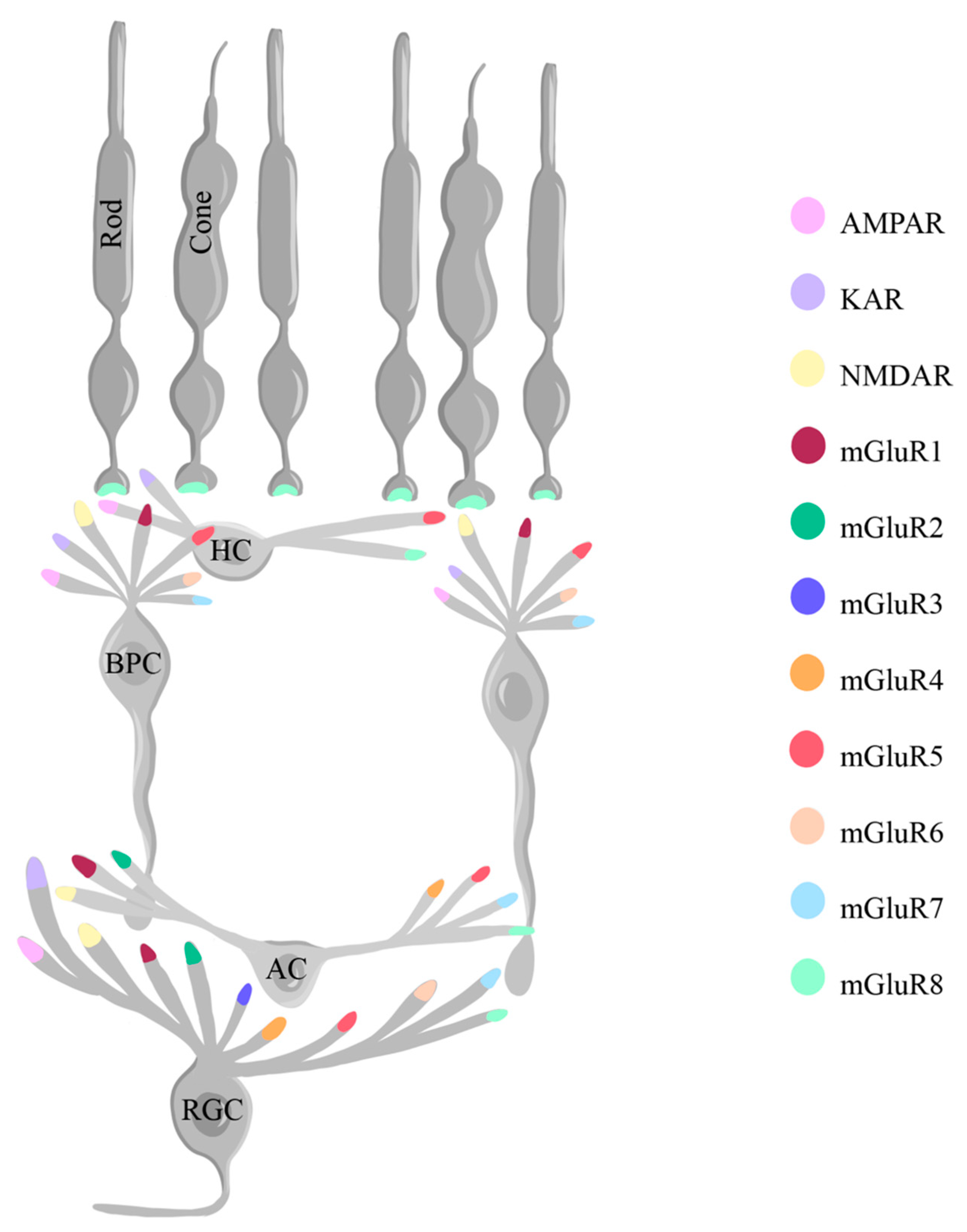 Ijms 25 02226 g004 Ijms 25 02226 g004