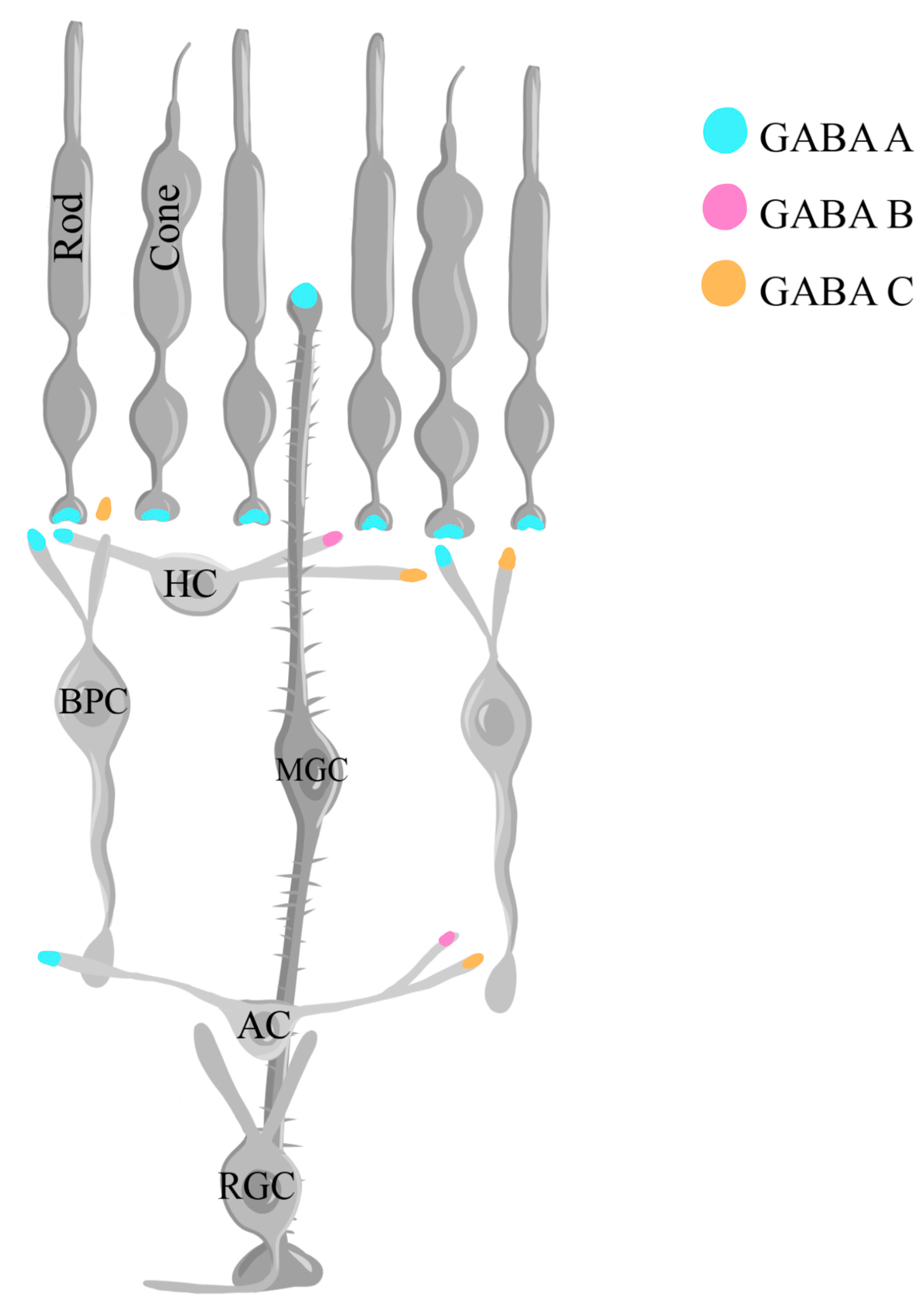 Ijms 25 02226 g006 Ijms 25 02226 g006