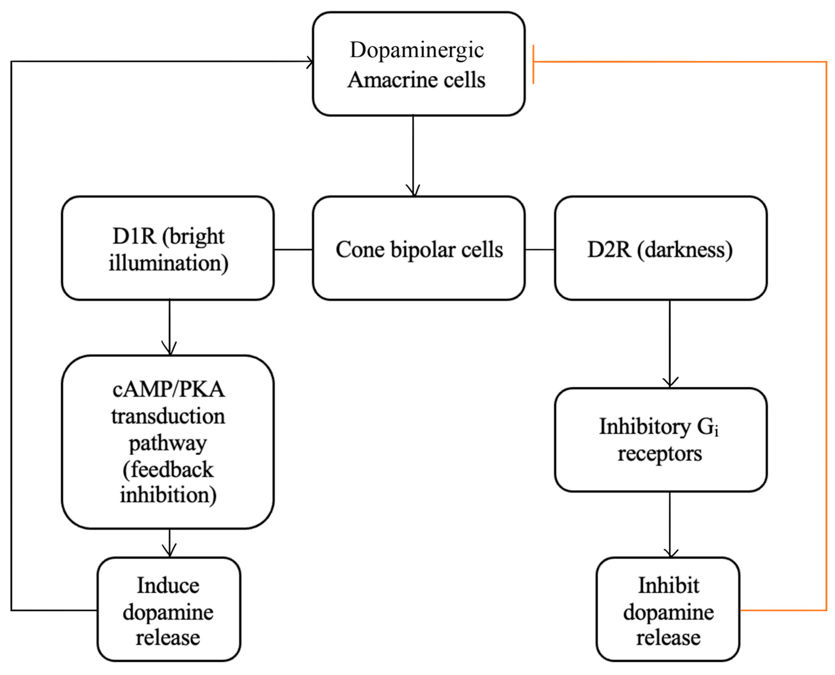 Ijms 25 02226 g010 Ijms 25 02226 g010