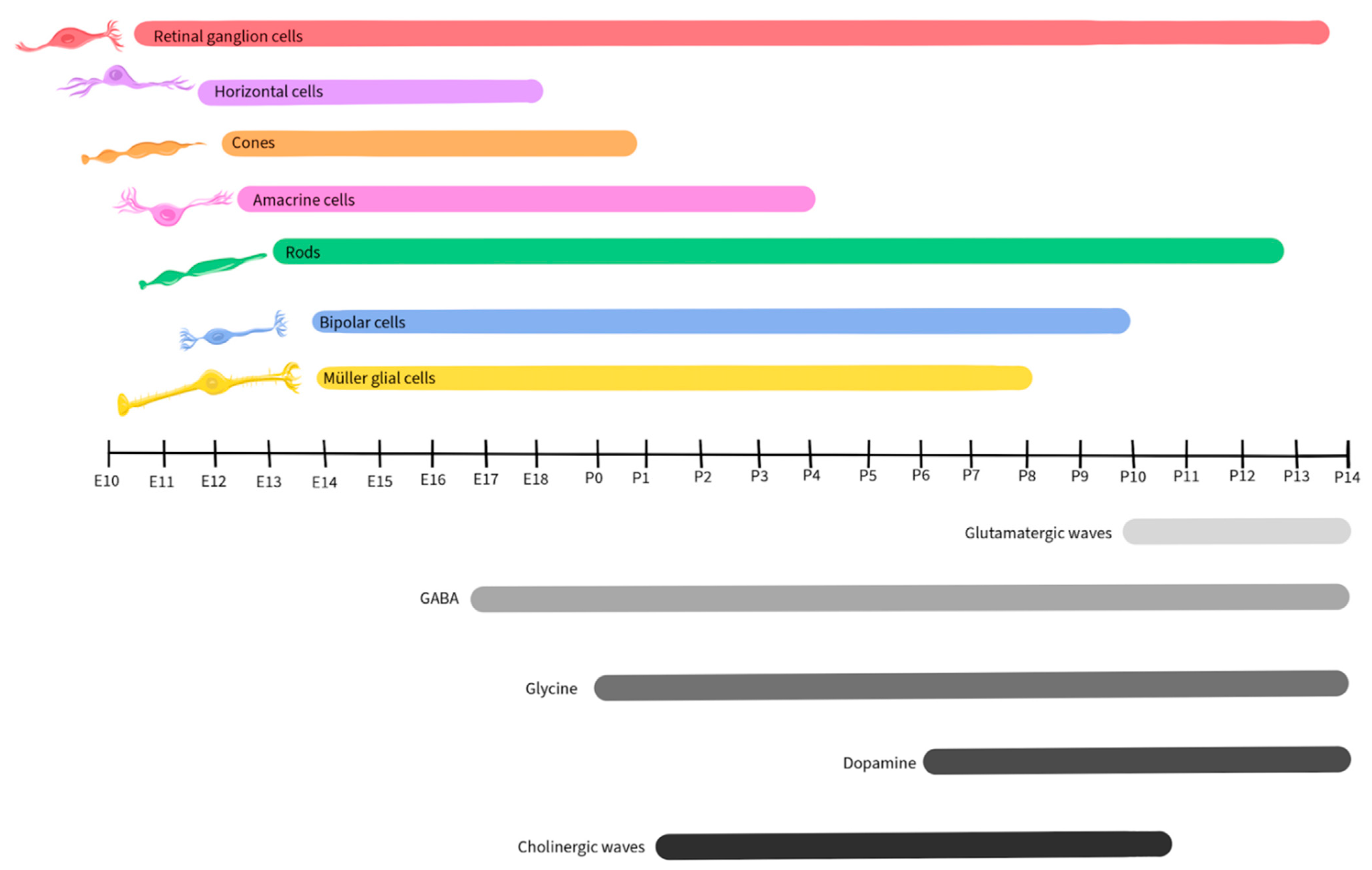 Ijms 25 02226 g011 Ijms 25 02226 g011
