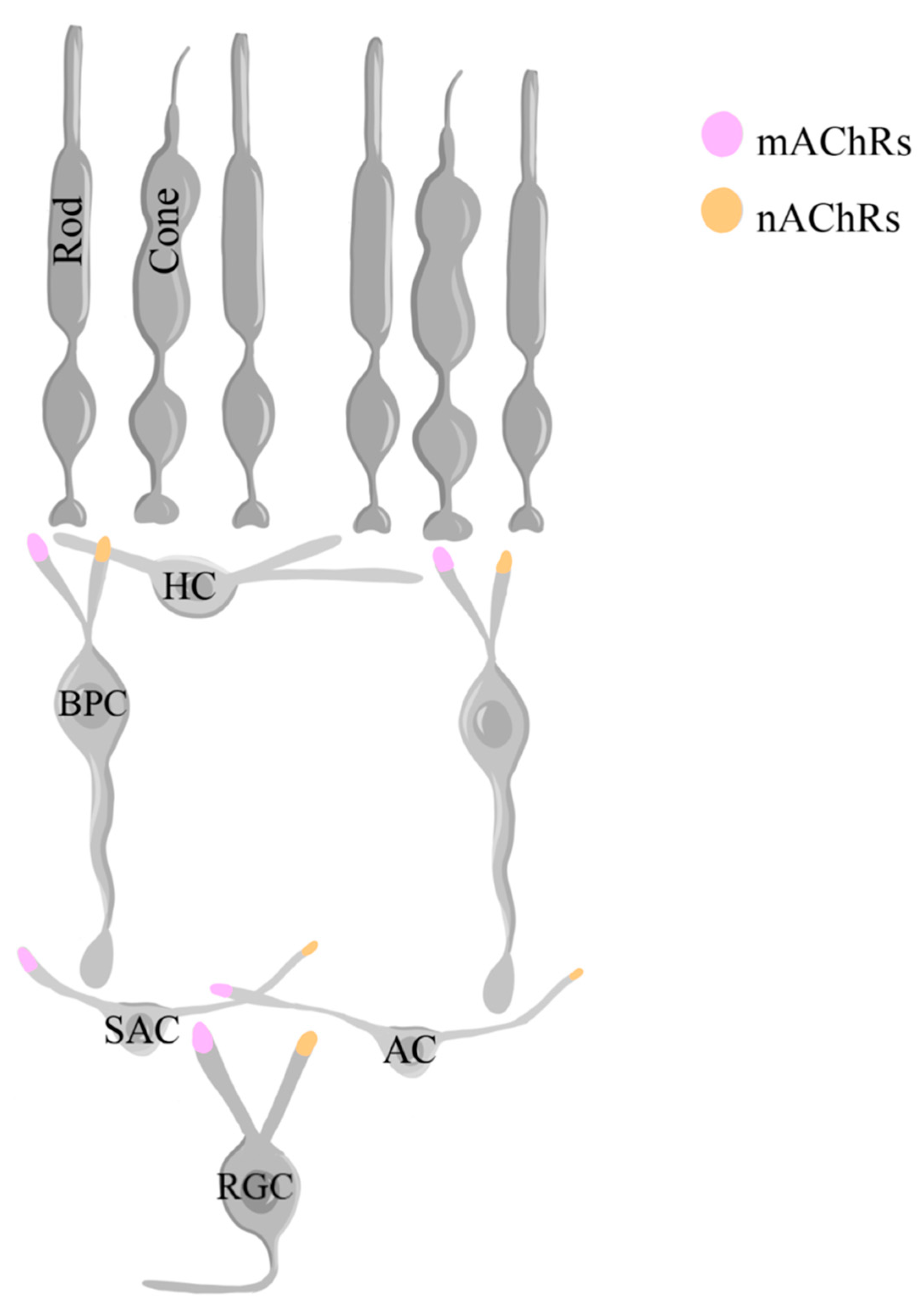 Ijms 25 02226 g012 Ijms 25 02226 g012