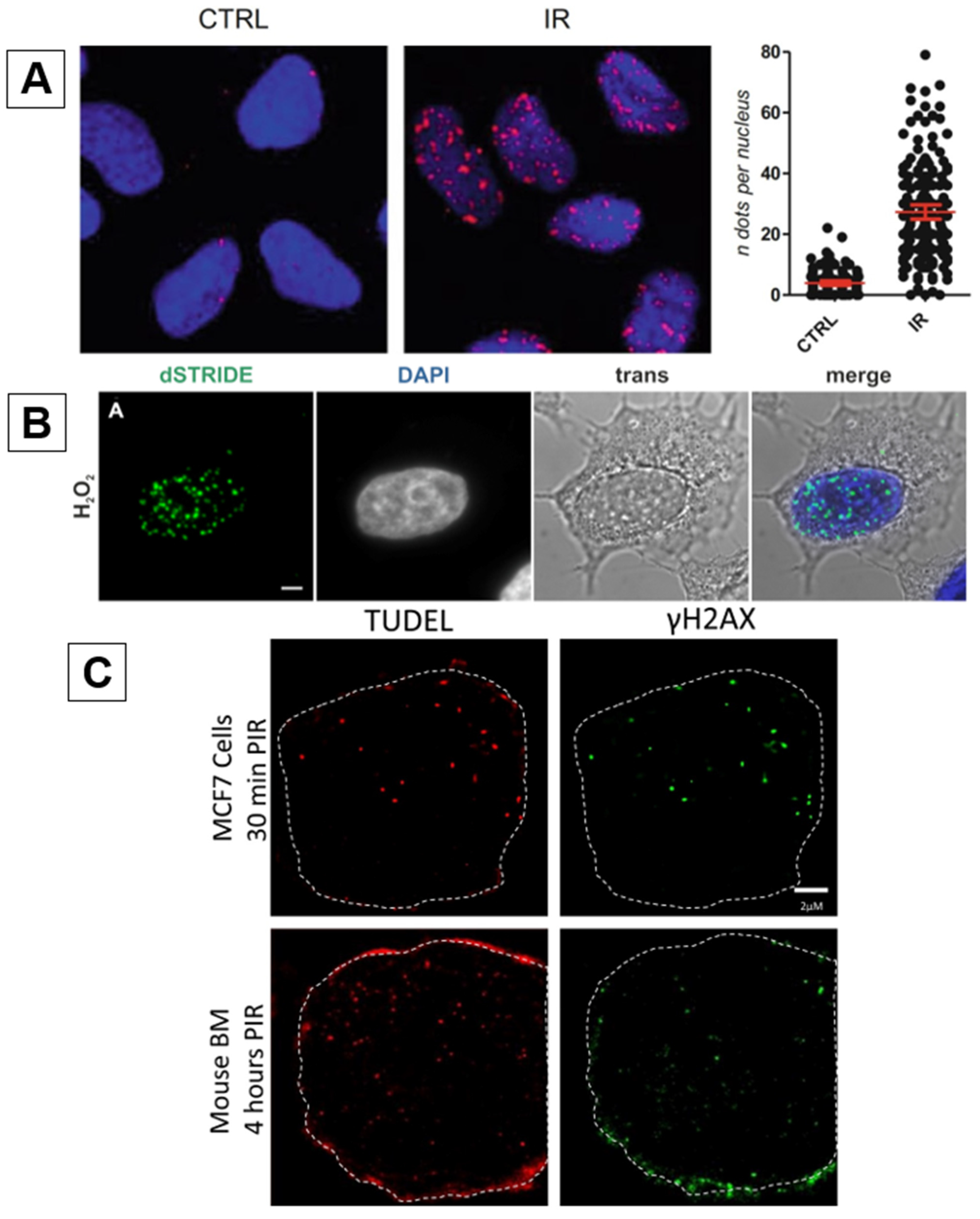 Ijms 25 02227 g003a Ijms 25 02227 g003a