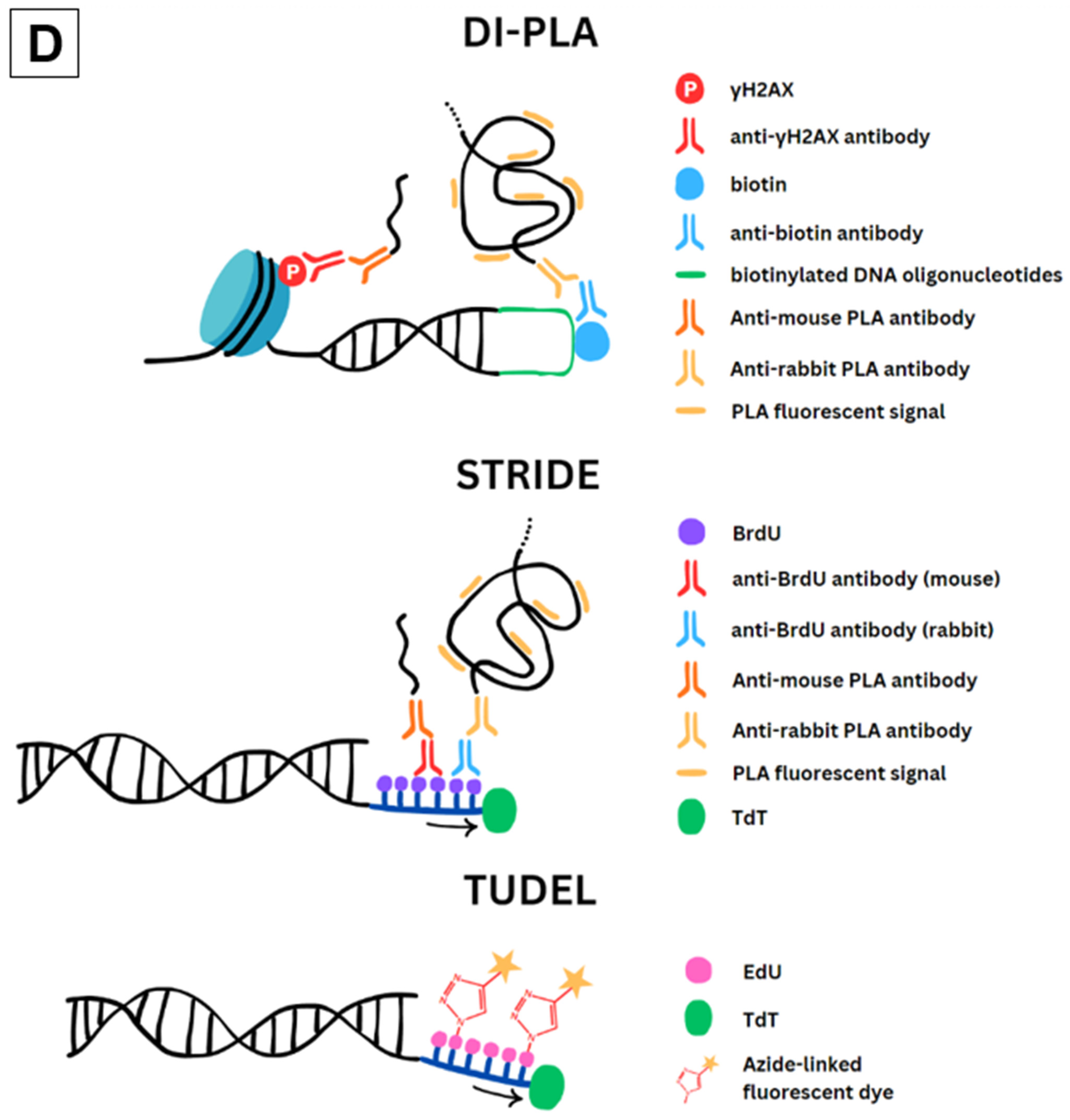 Ijms 25 02227 g003b Ijms 25 02227 g003b