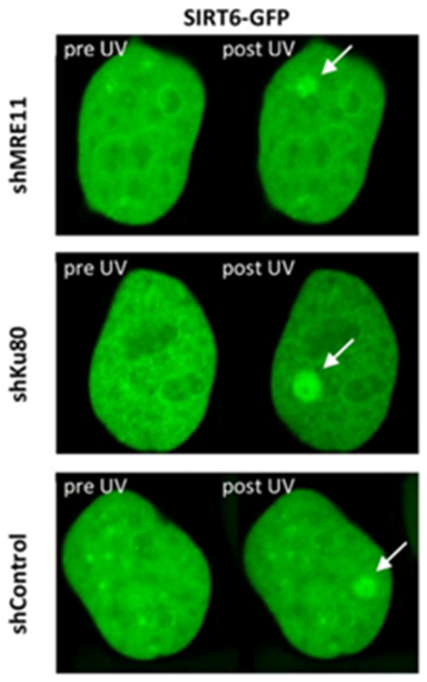 Ijms 25 02227 g005 Ijms 25 02227 g005