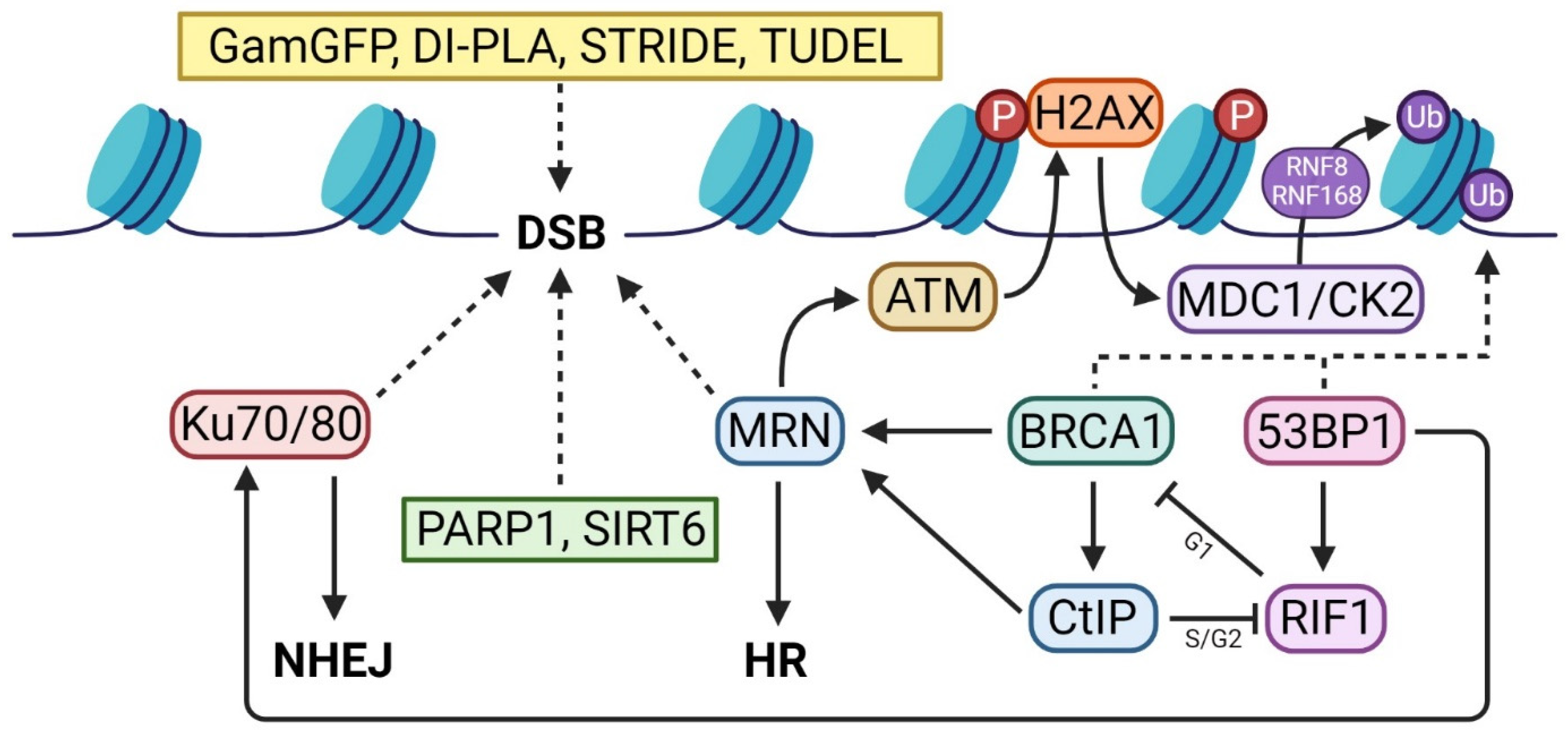 Ijms 25 02227 g006 Ijms 25 02227 g006