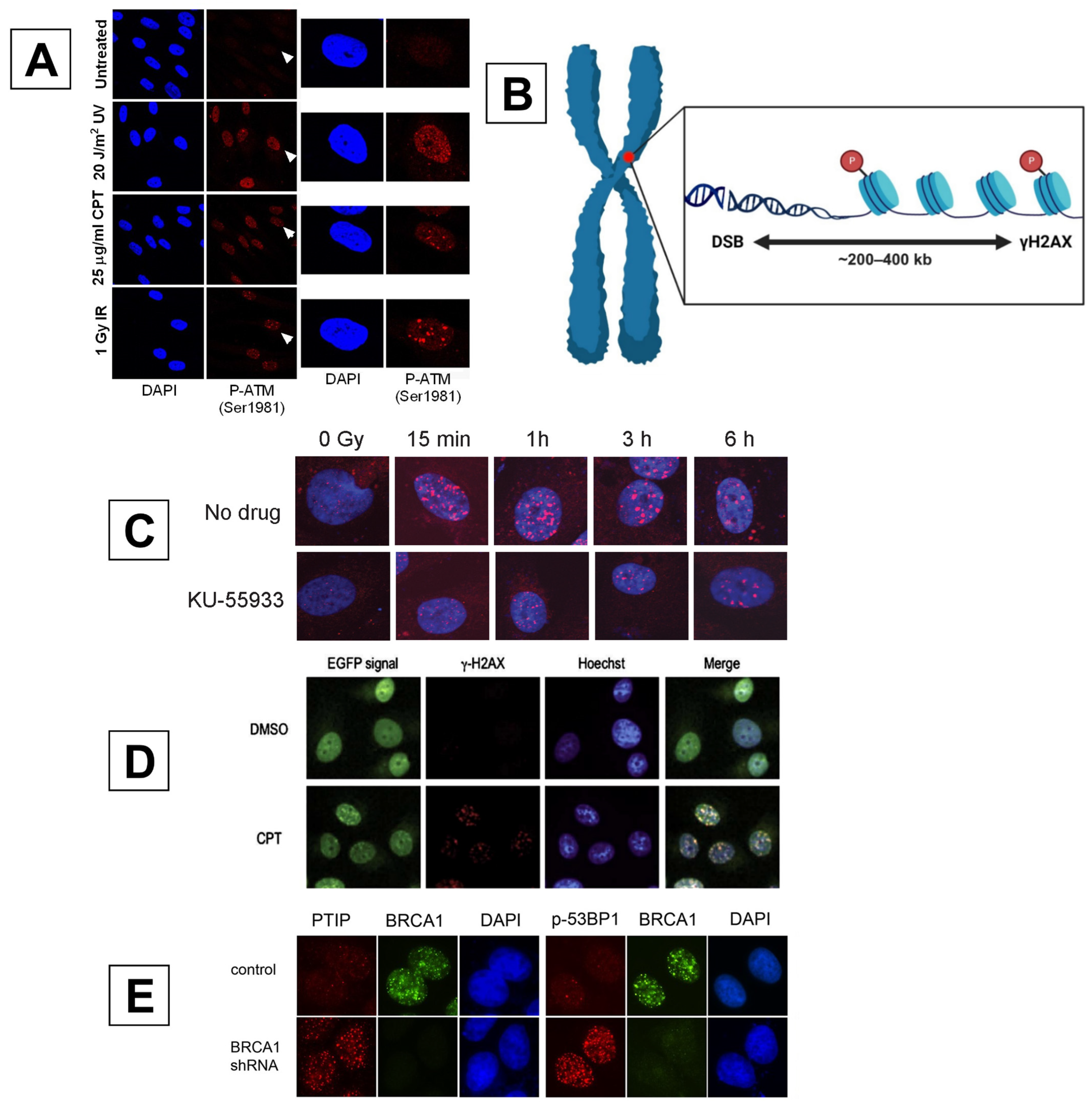 Ijms 25 02227 g007 Ijms 25 02227 g007