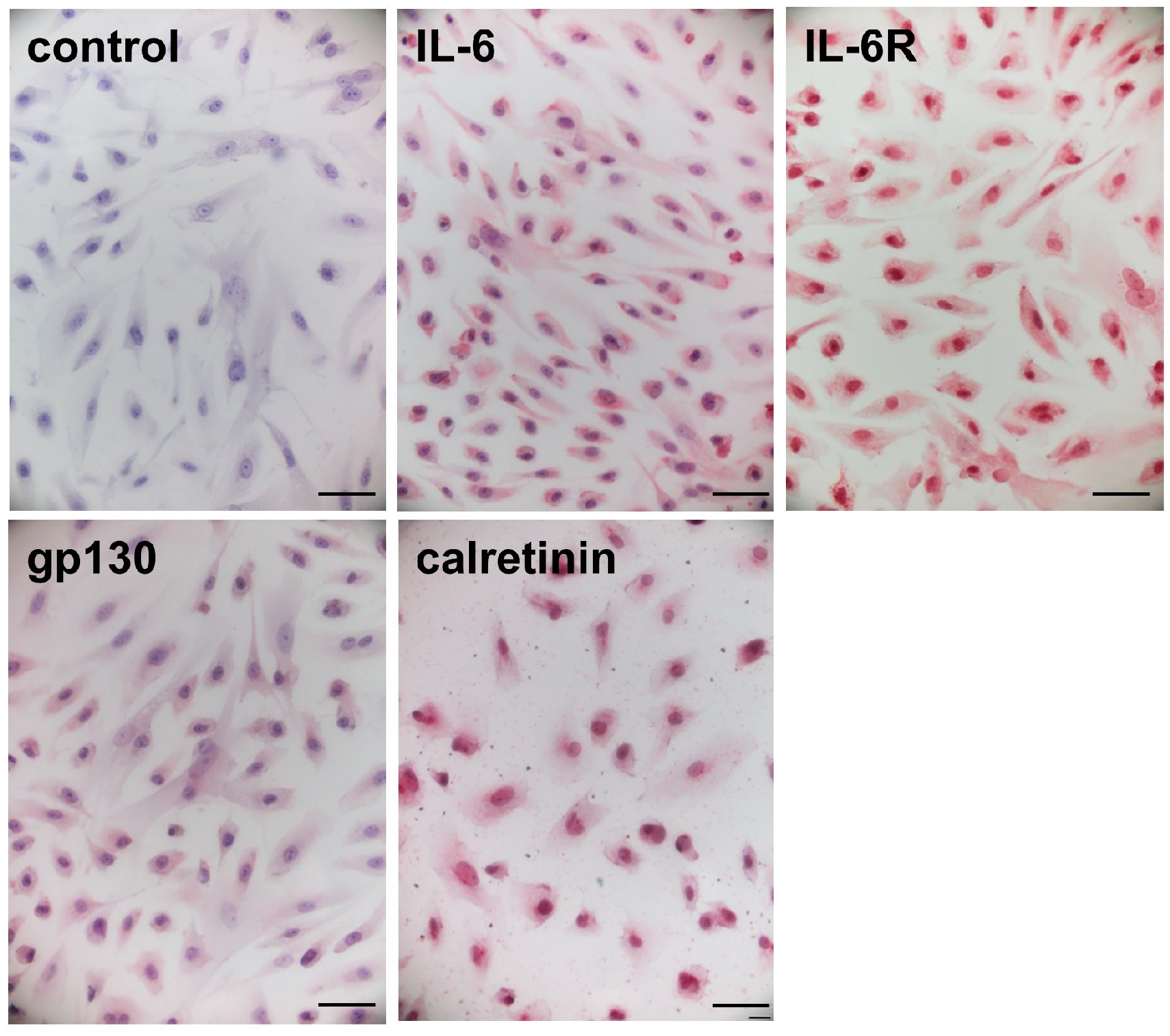 Ijms 25 02232 g002 Ijms 25 02232 g002