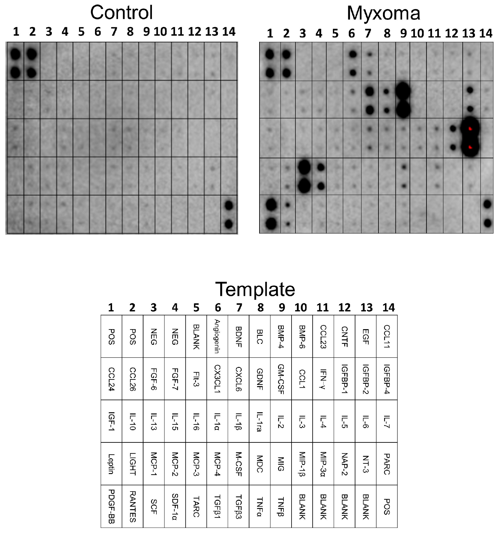 Ijms 25 02232 g004 Ijms 25 02232 g004