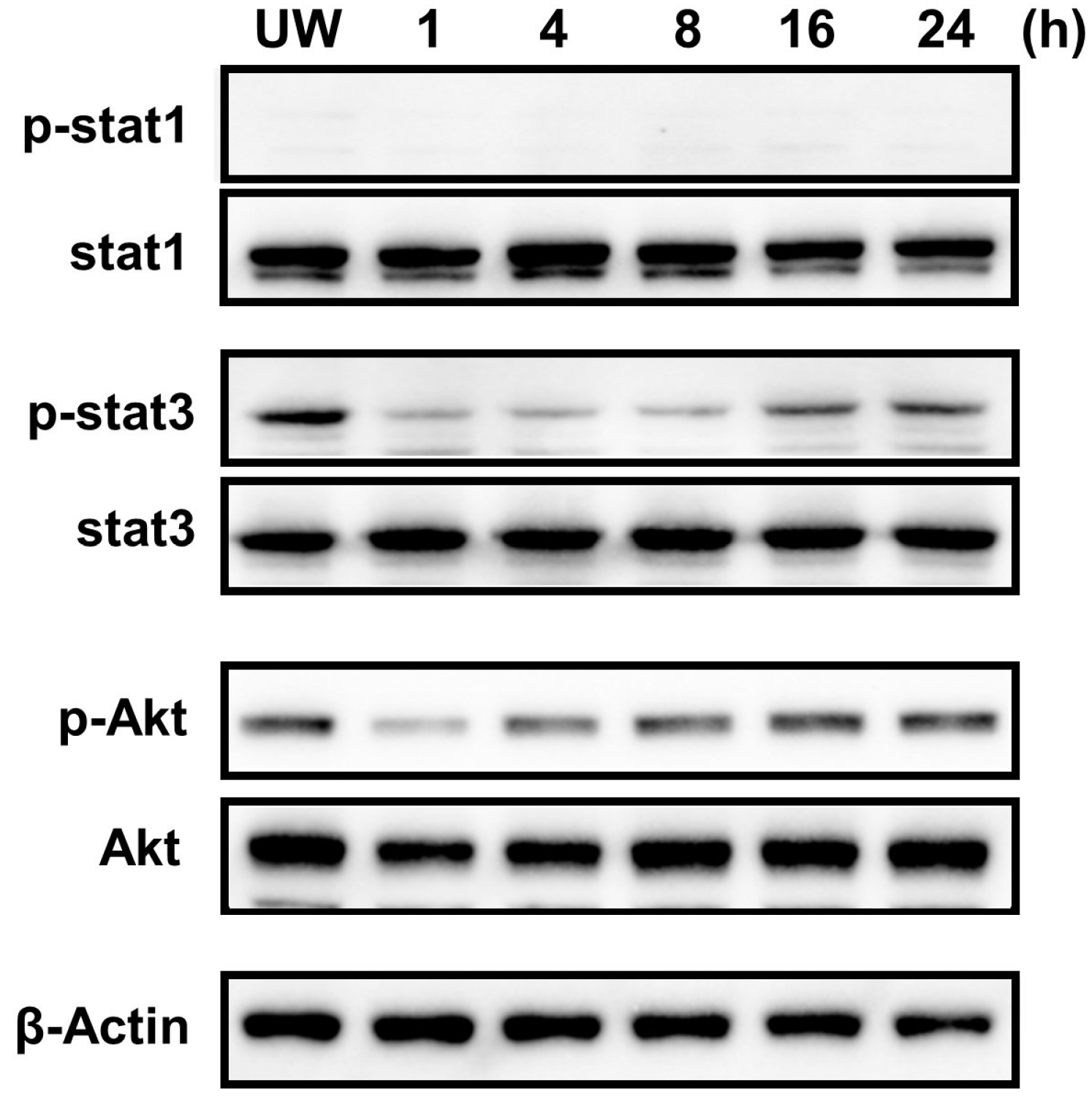 Ijms 25 02232 g006 Ijms 25 02232 g006