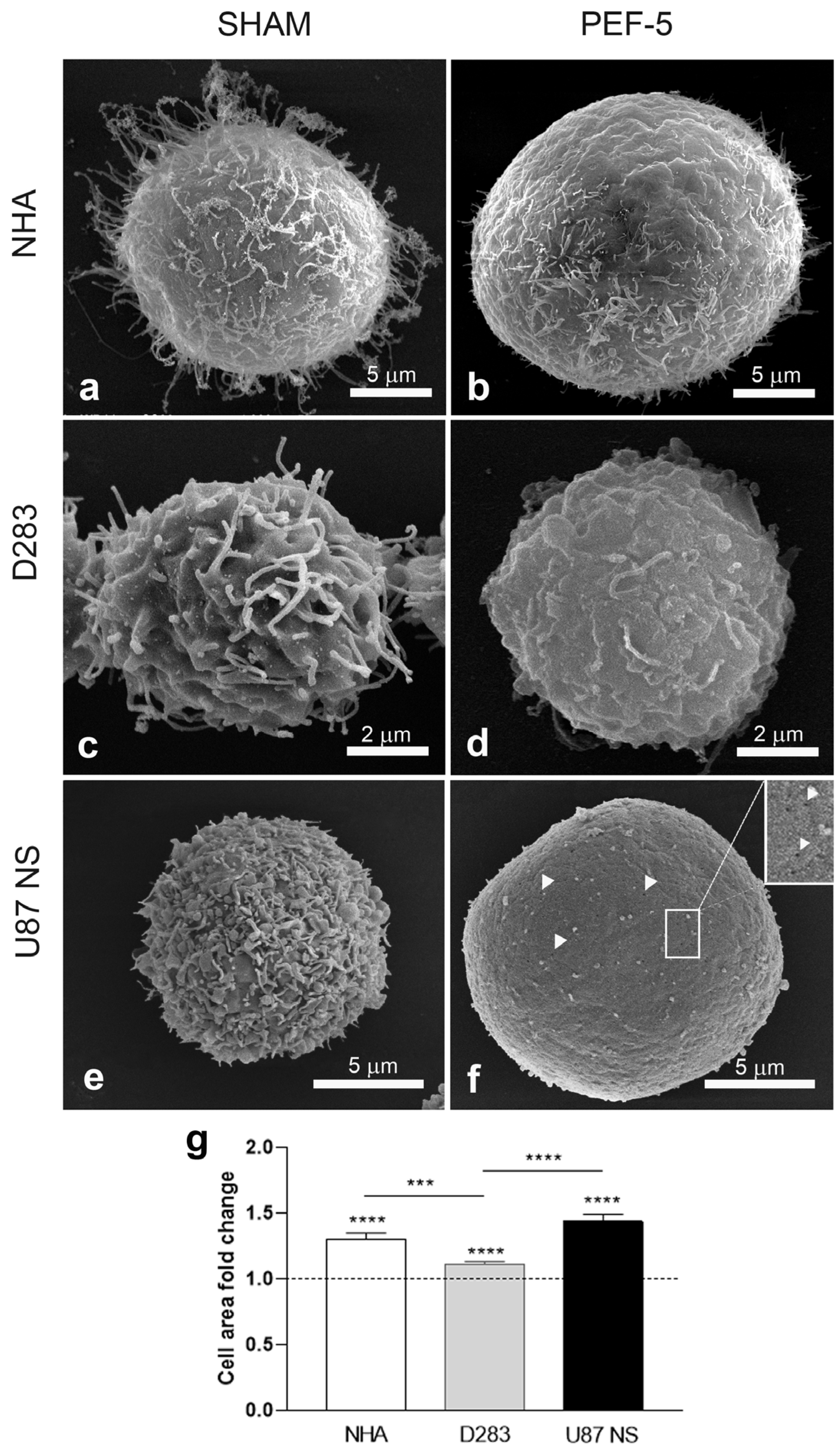 ブリティッシュ Involvement of Mitochondria in the Selective Response to