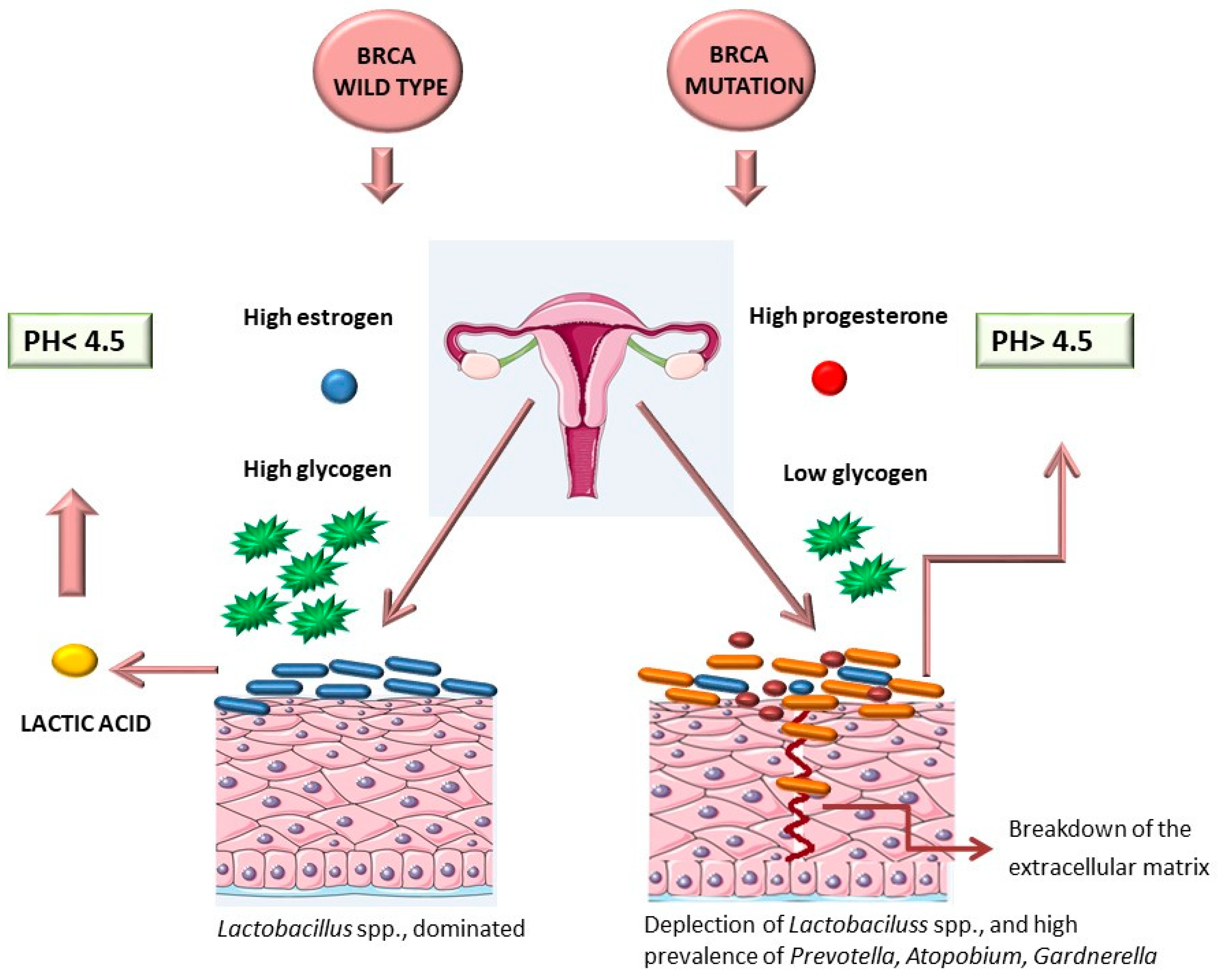 Ijms 25 02237 g003 Ijms 25 02237 g003