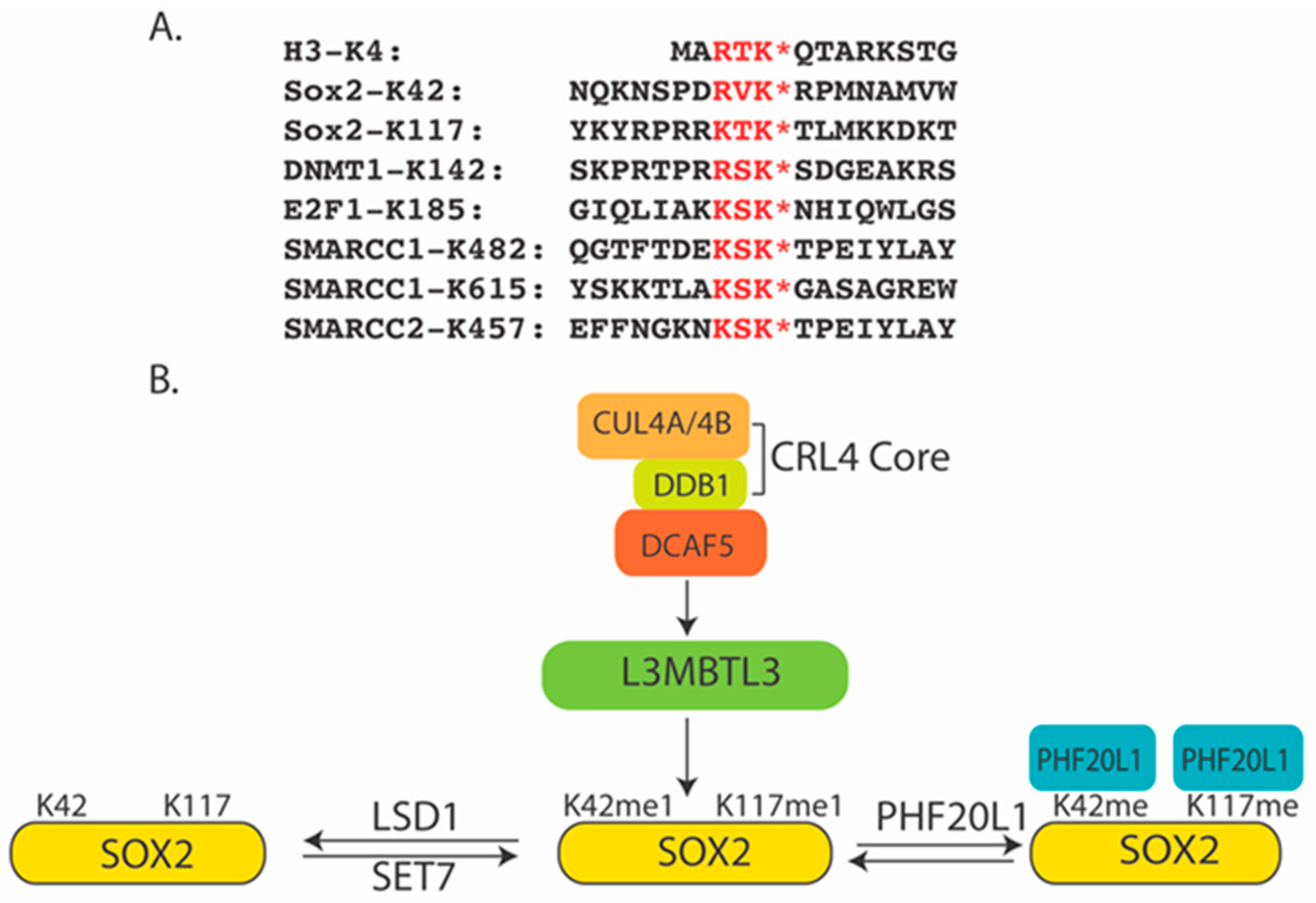 Ijms 25 02248 g001 Ijms 25 02248 g001