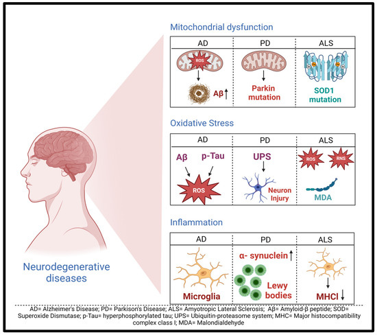 Long Non-Coding RNAs: New Insights in Neurodegenerative Diseases