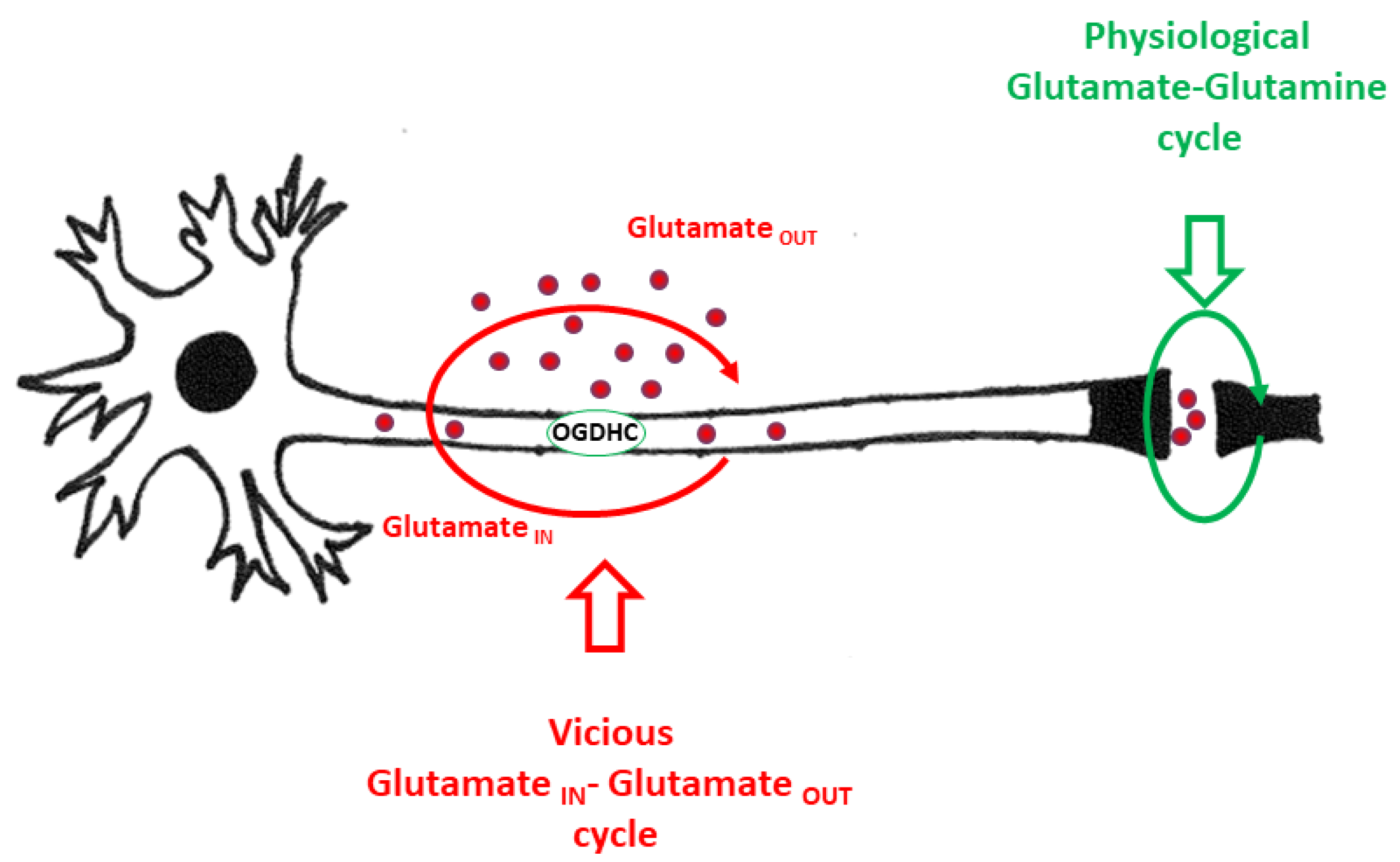 Ijms 25 02276 g001 Ijms 25 02276 g001