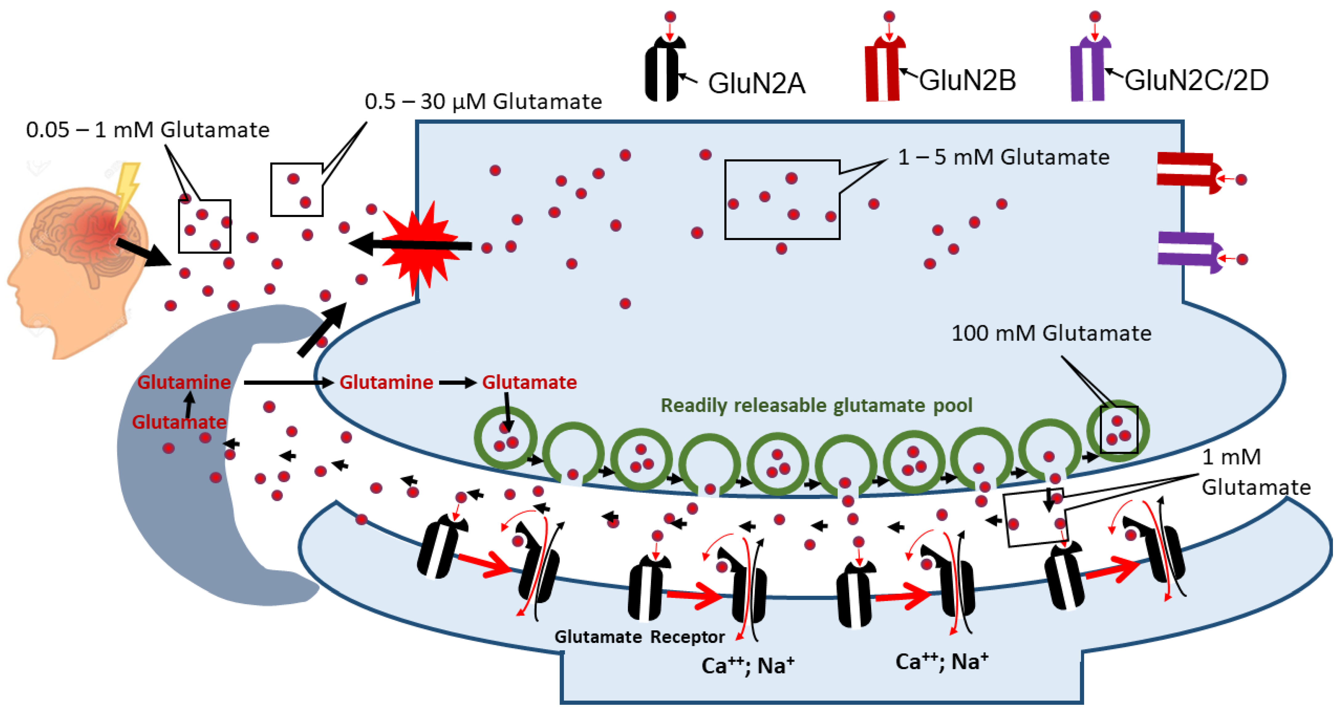 Ijms 25 02276 g002 Ijms 25 02276 g002