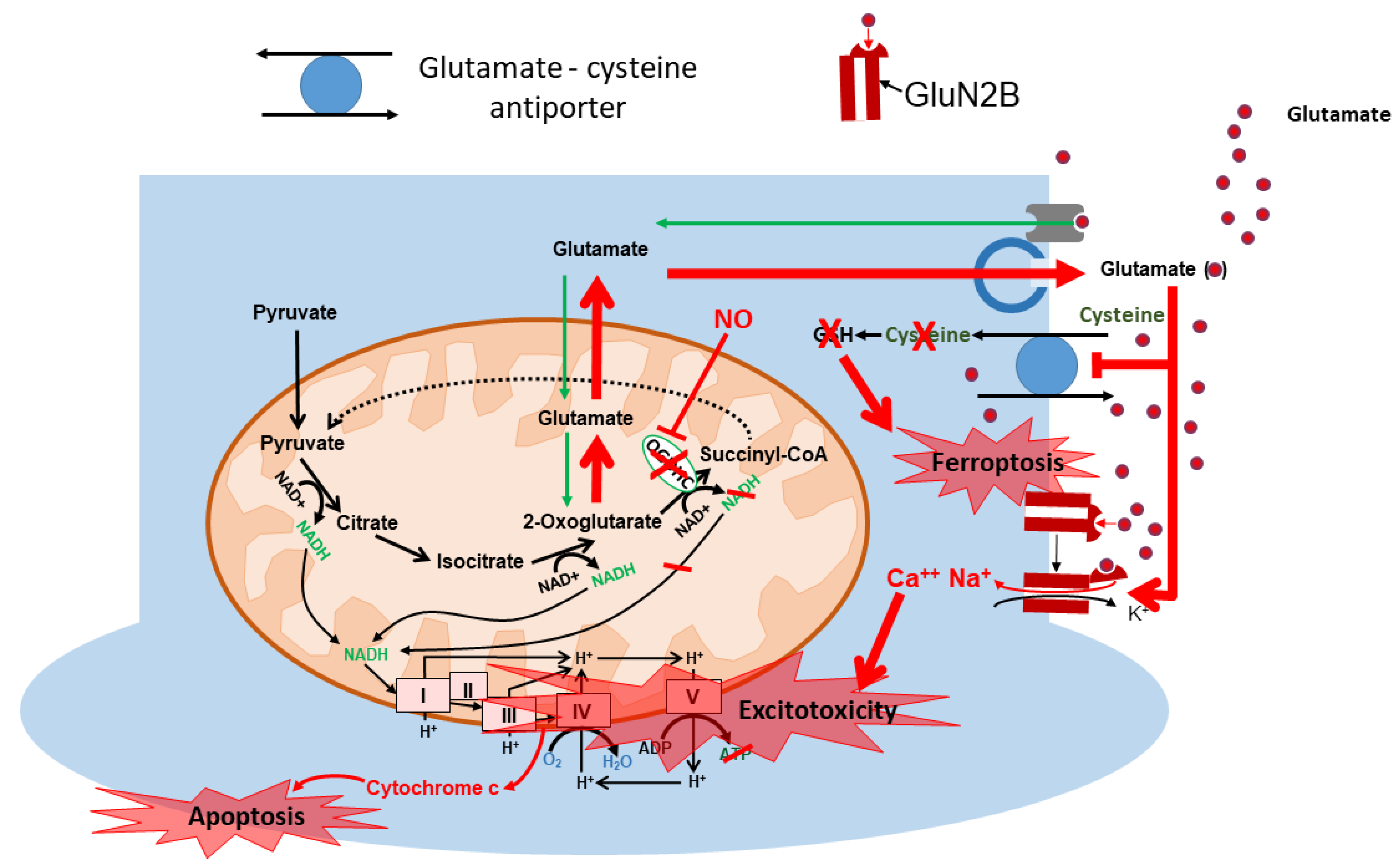 Ijms 25 02276 g004 Ijms 25 02276 g004