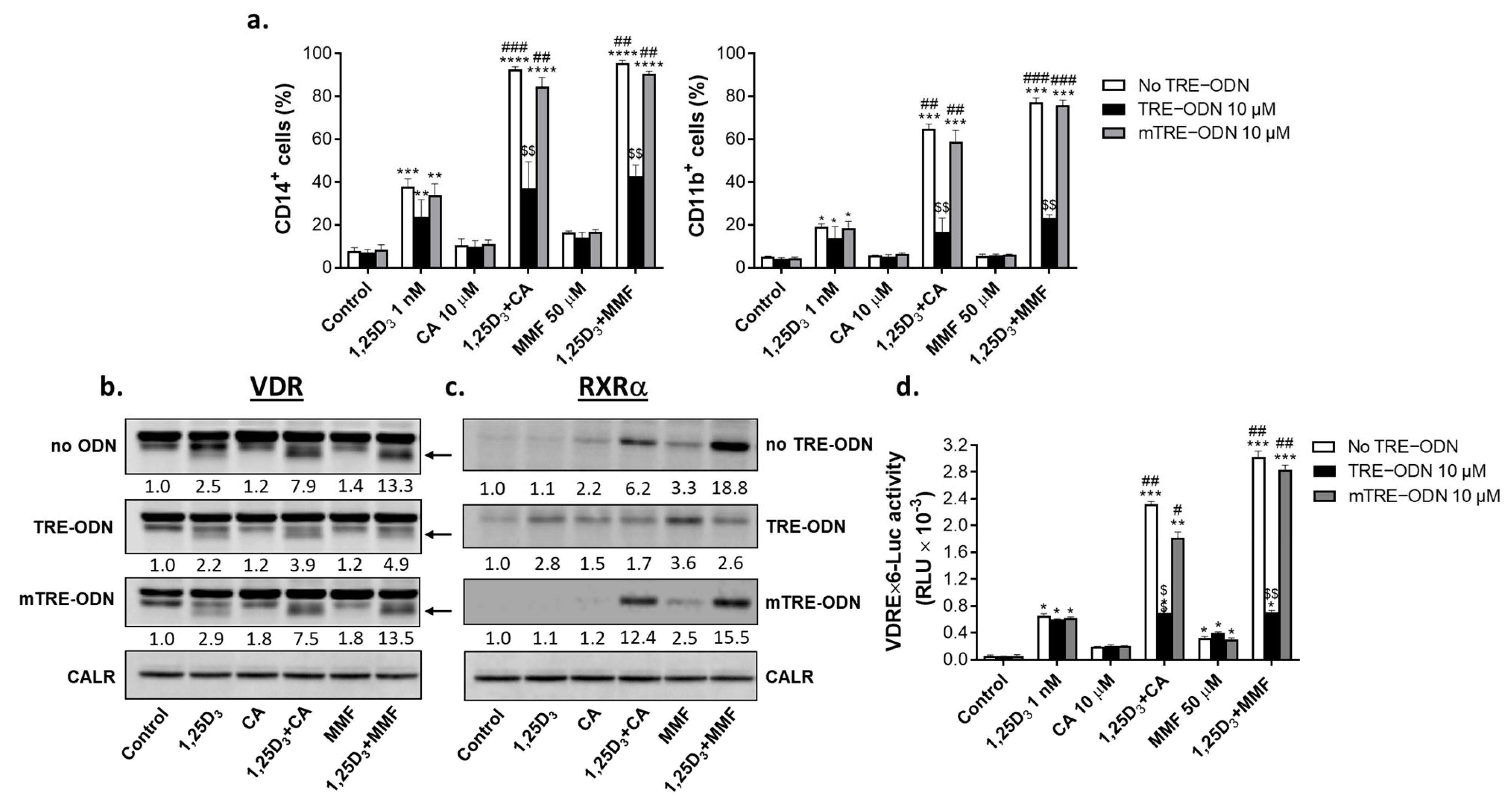 Ijms 25 02284 g008 Ijms 25 02284 g008