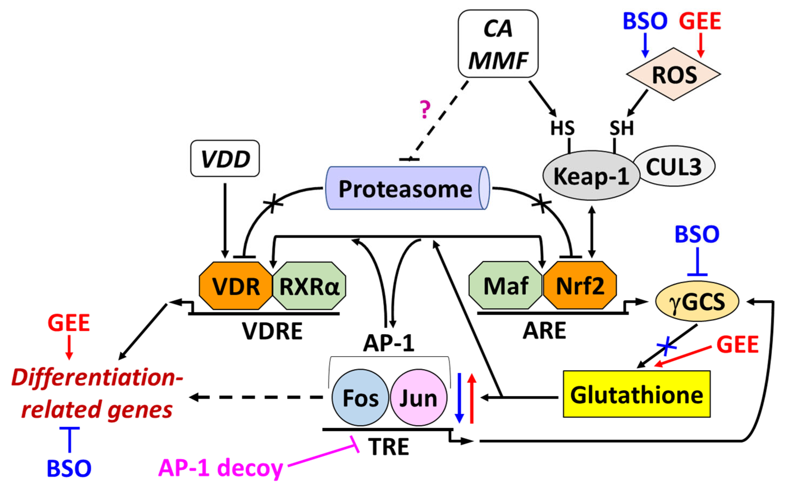 IJMS Free FullText Roles of Glutathione and AP1 in the