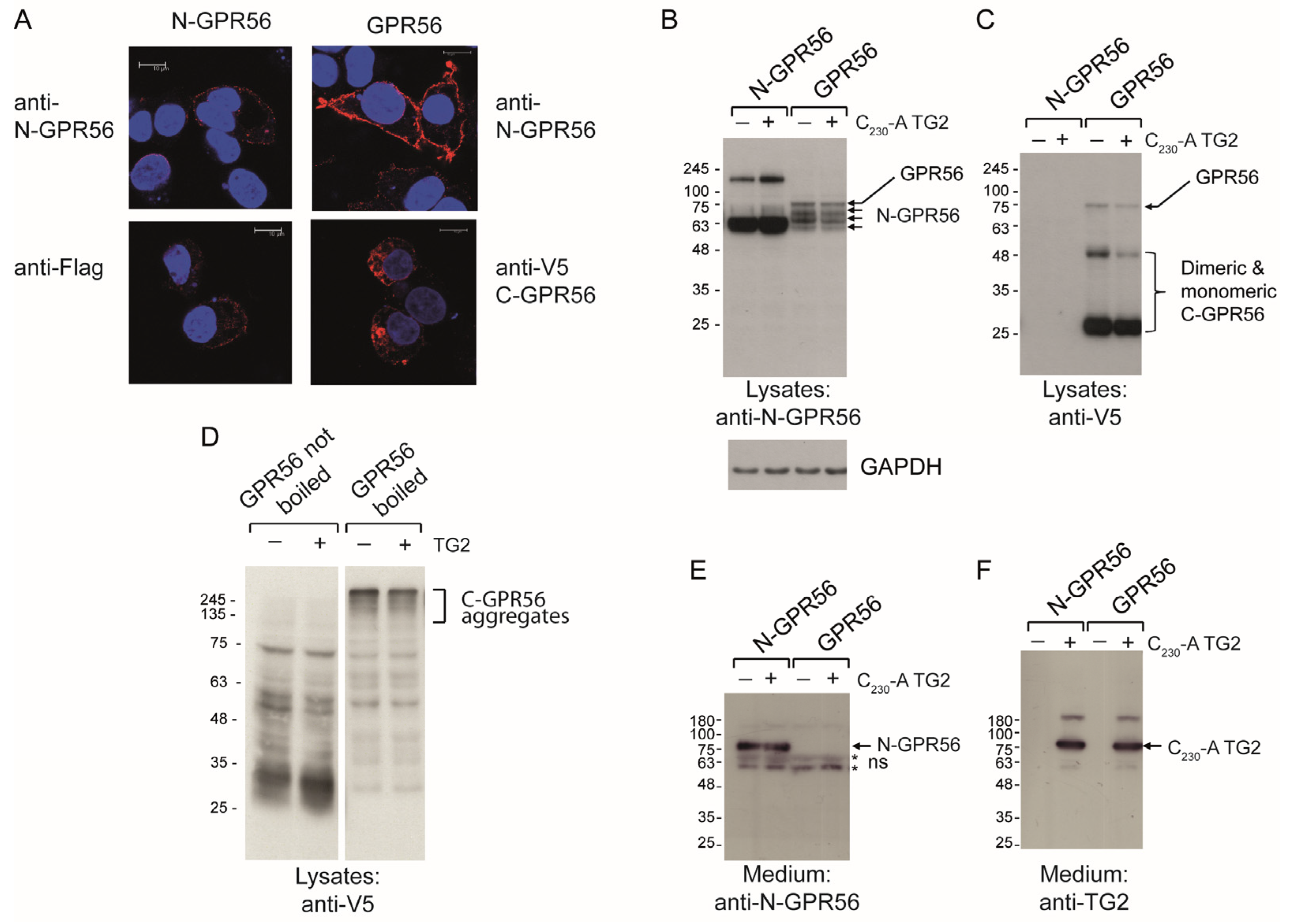 Ijms 25 02329 g004 Ijms 25 02329 g004