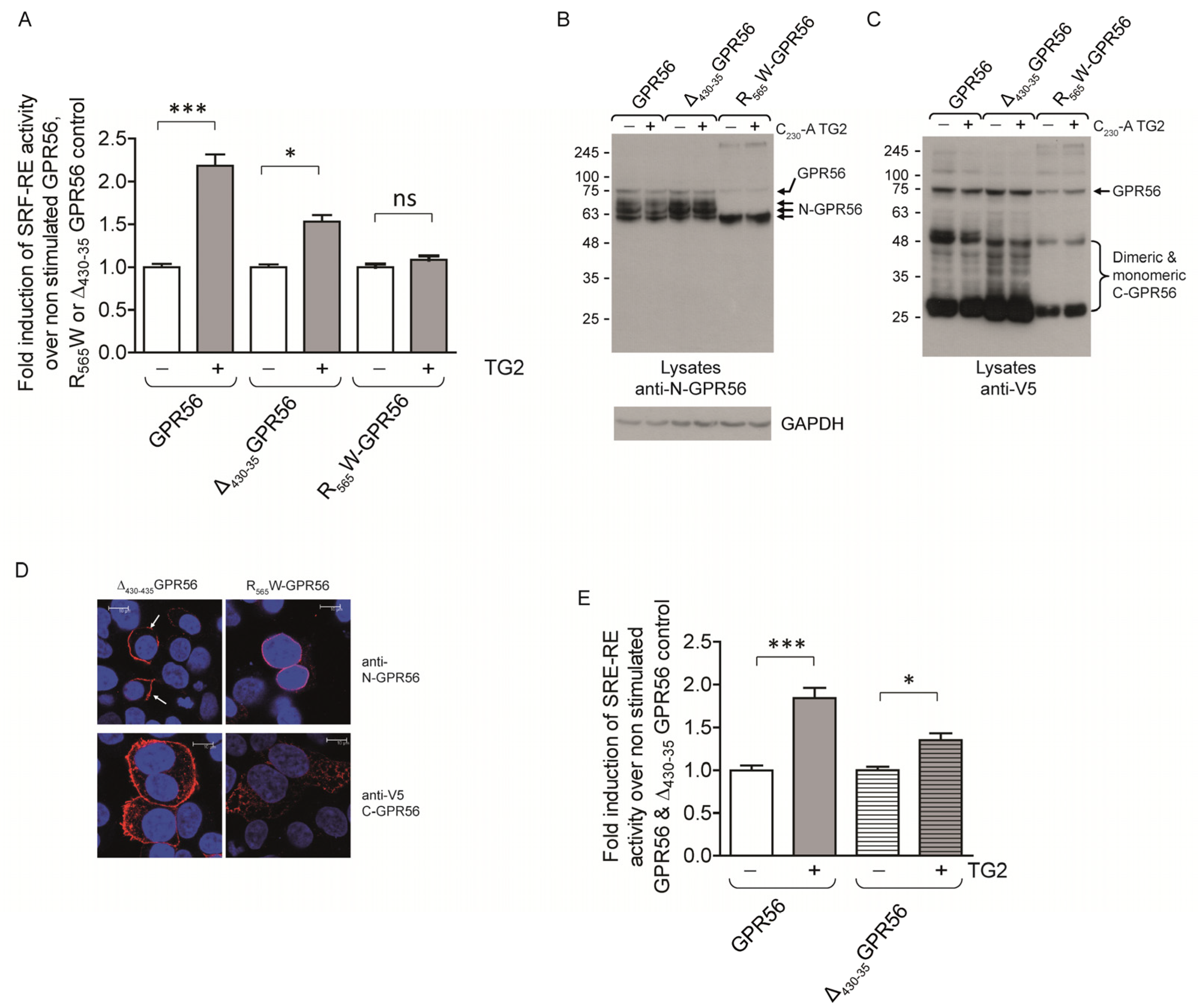 Ijms 25 02329 g007 Ijms 25 02329 g007
