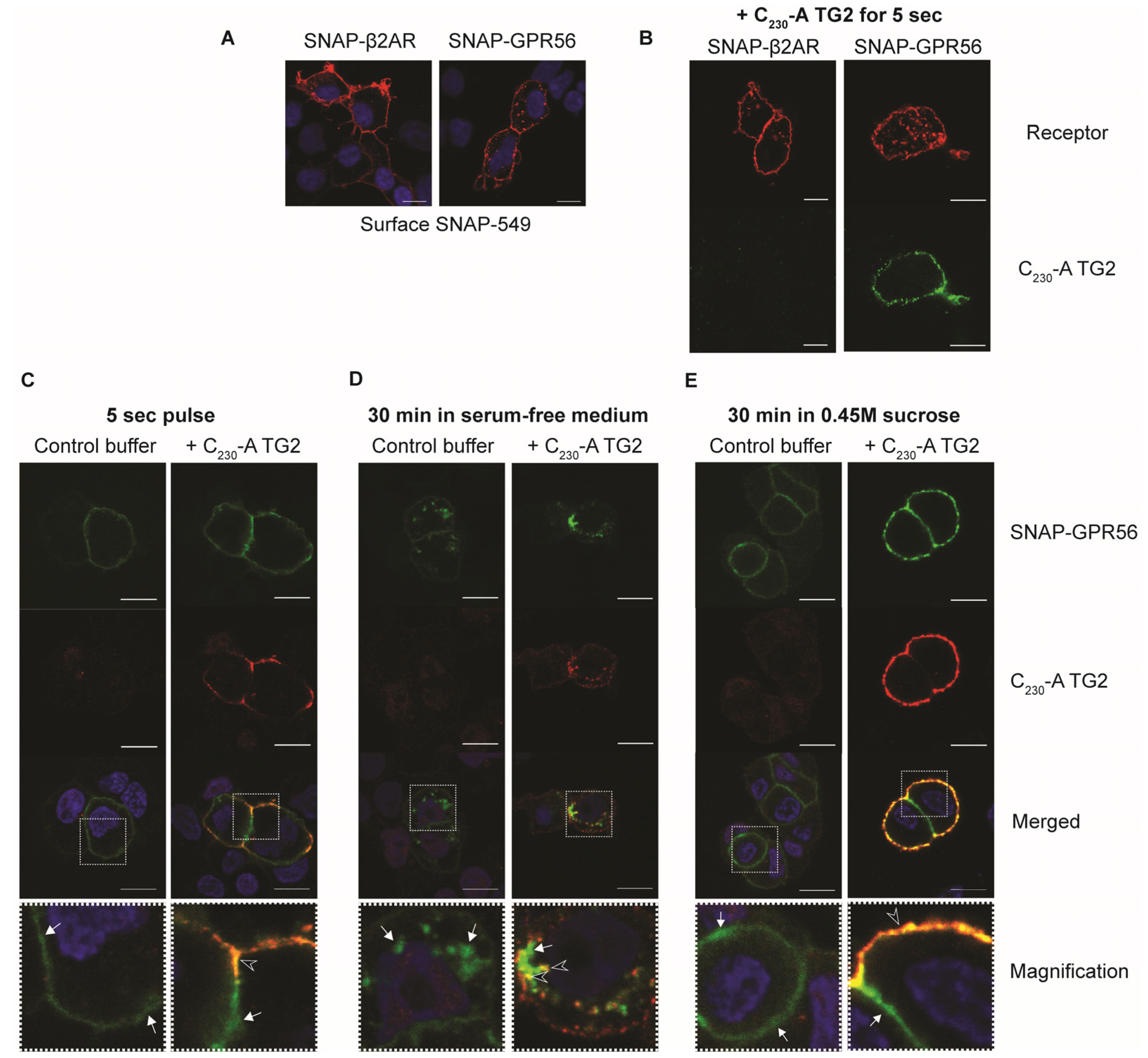 Ijms 25 02329 g008 Ijms 25 02329 g008