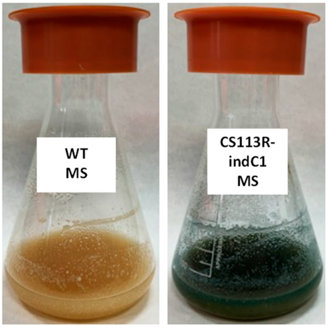 Ijms 25 02347 g002 Ijms 25 02347 g002